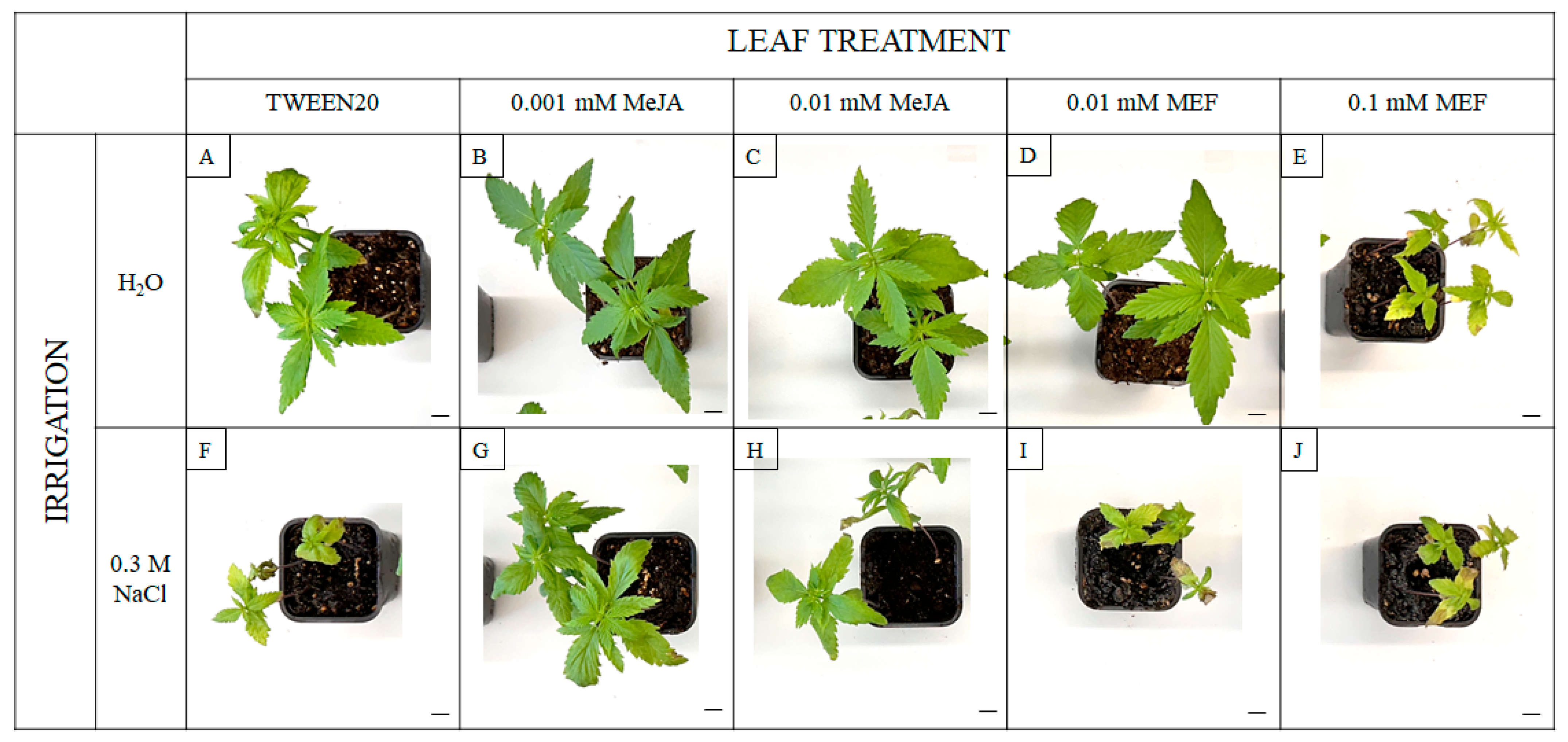 Plants 14 02864 g004
