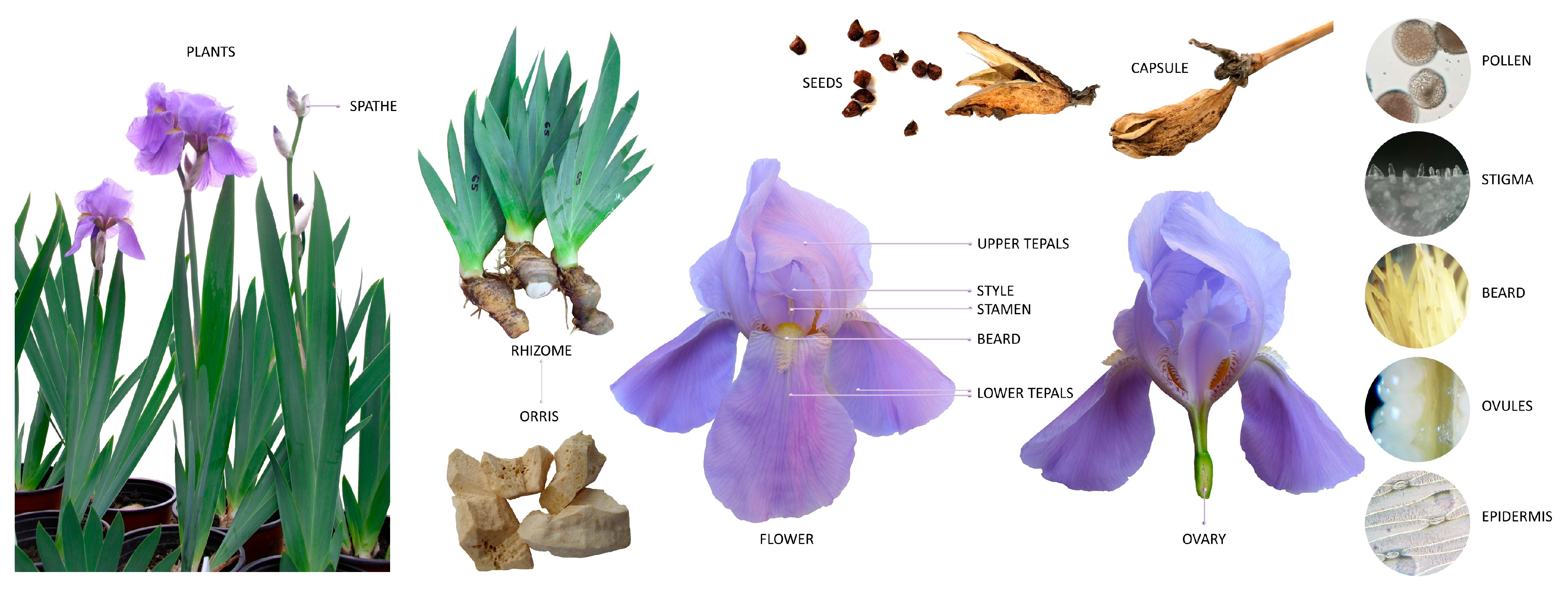 Plants 14 02870 g001