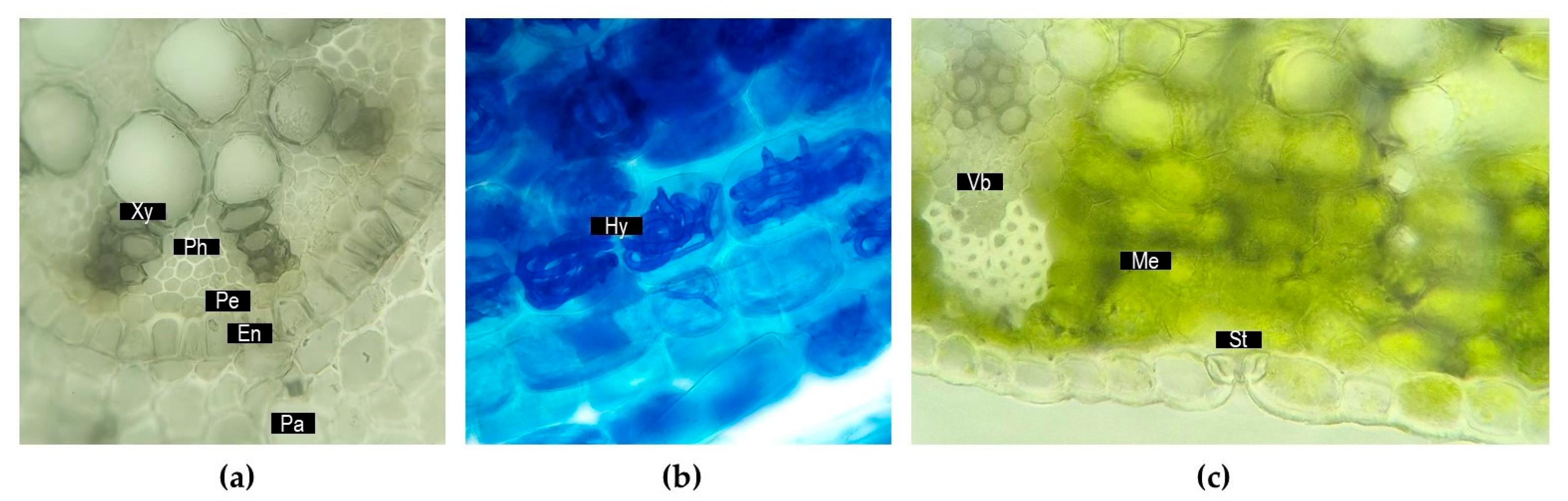 Plants 14 02870 g002
