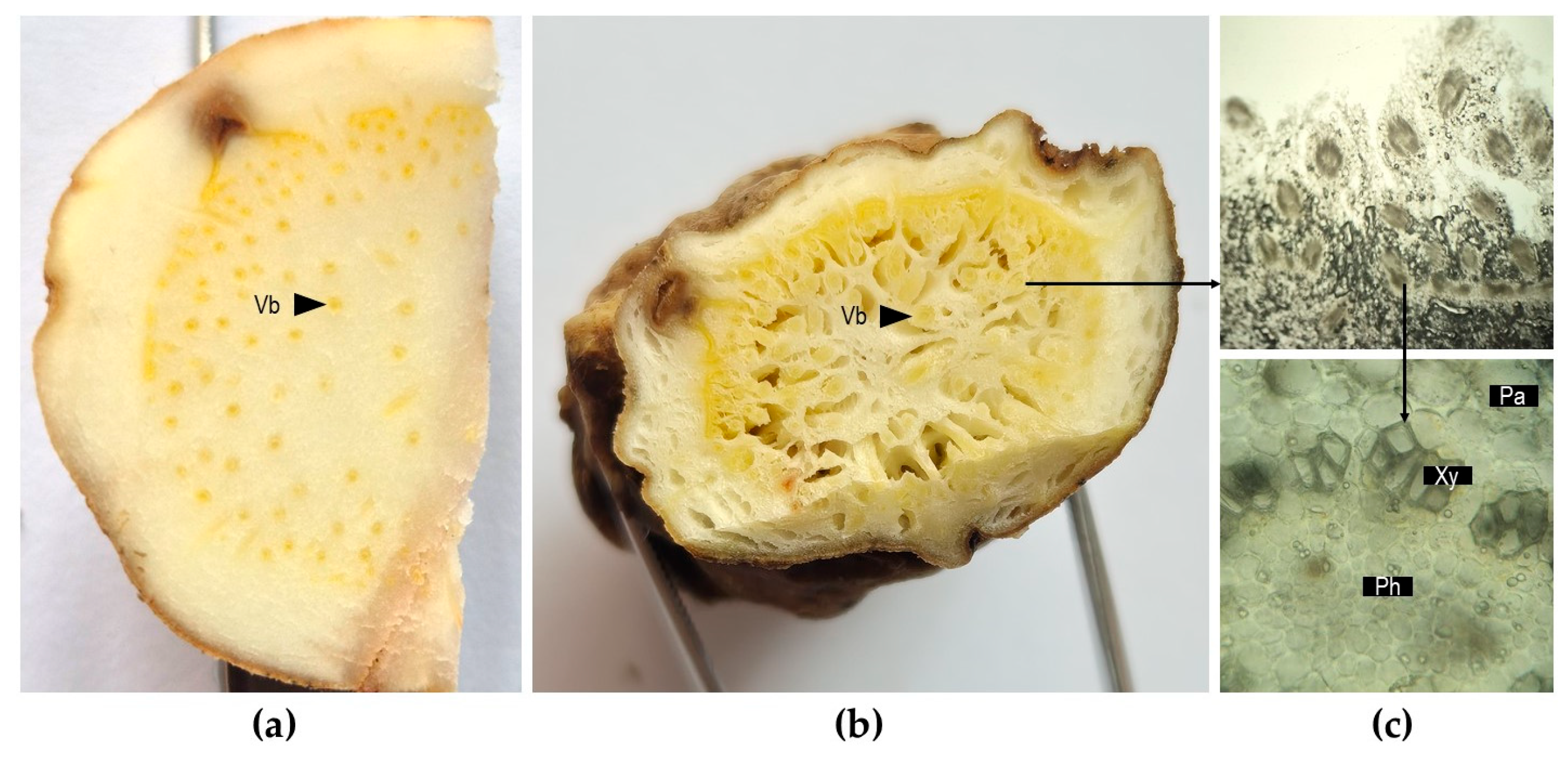 Plants 14 02870 g003
