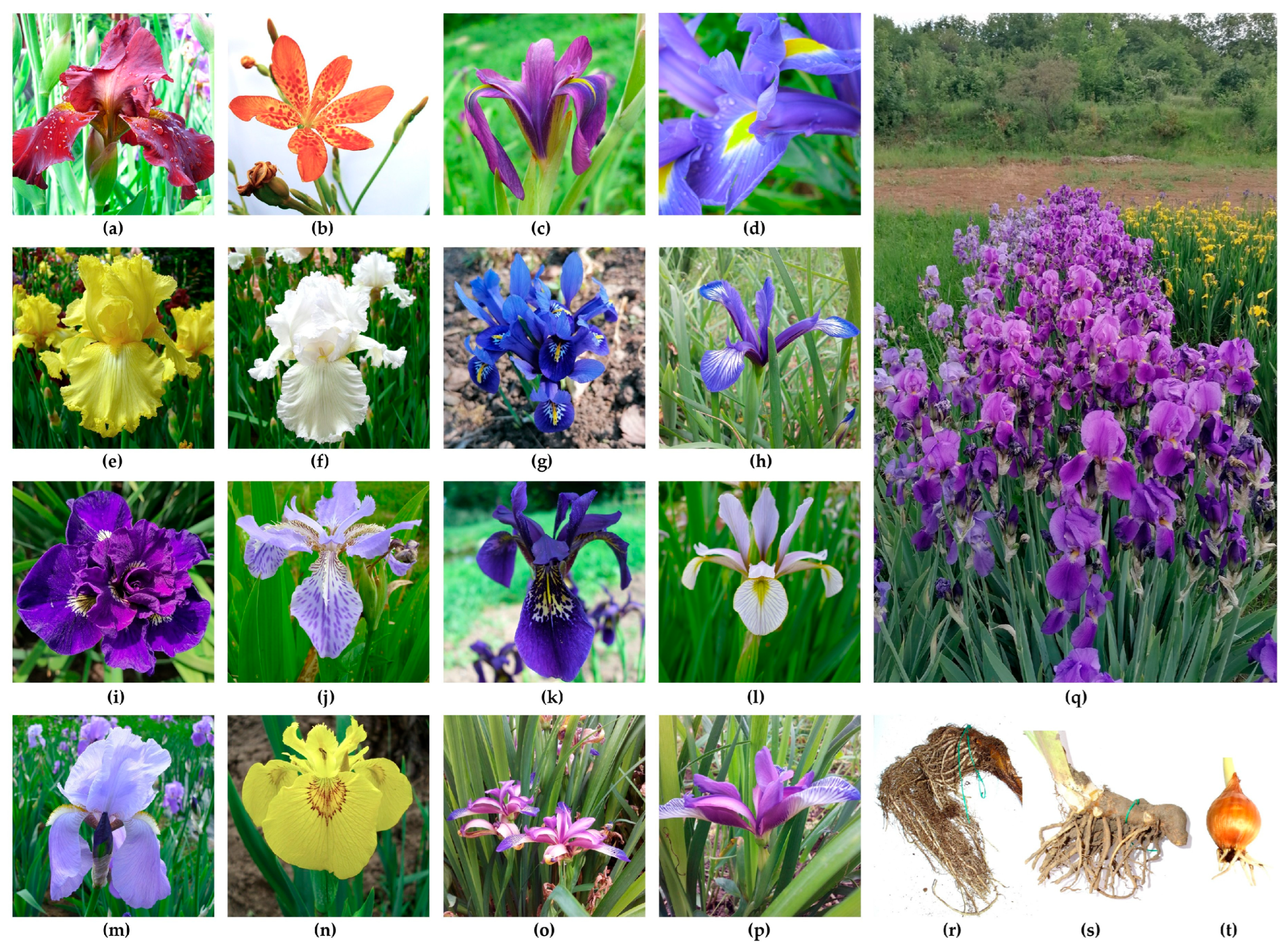 Plants 14 02870 g004