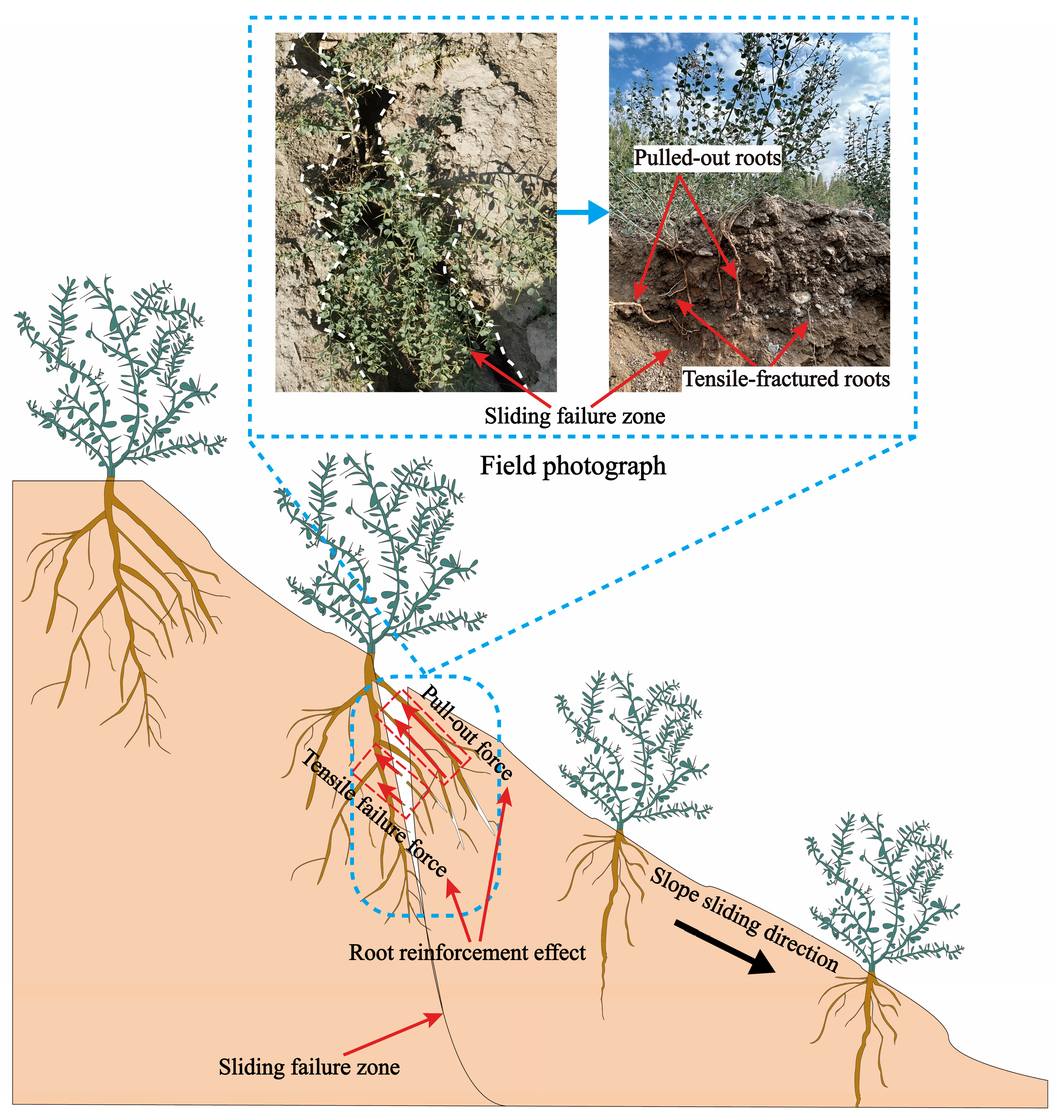 Plants 14 02876 g004 Plants 14 02876 g004