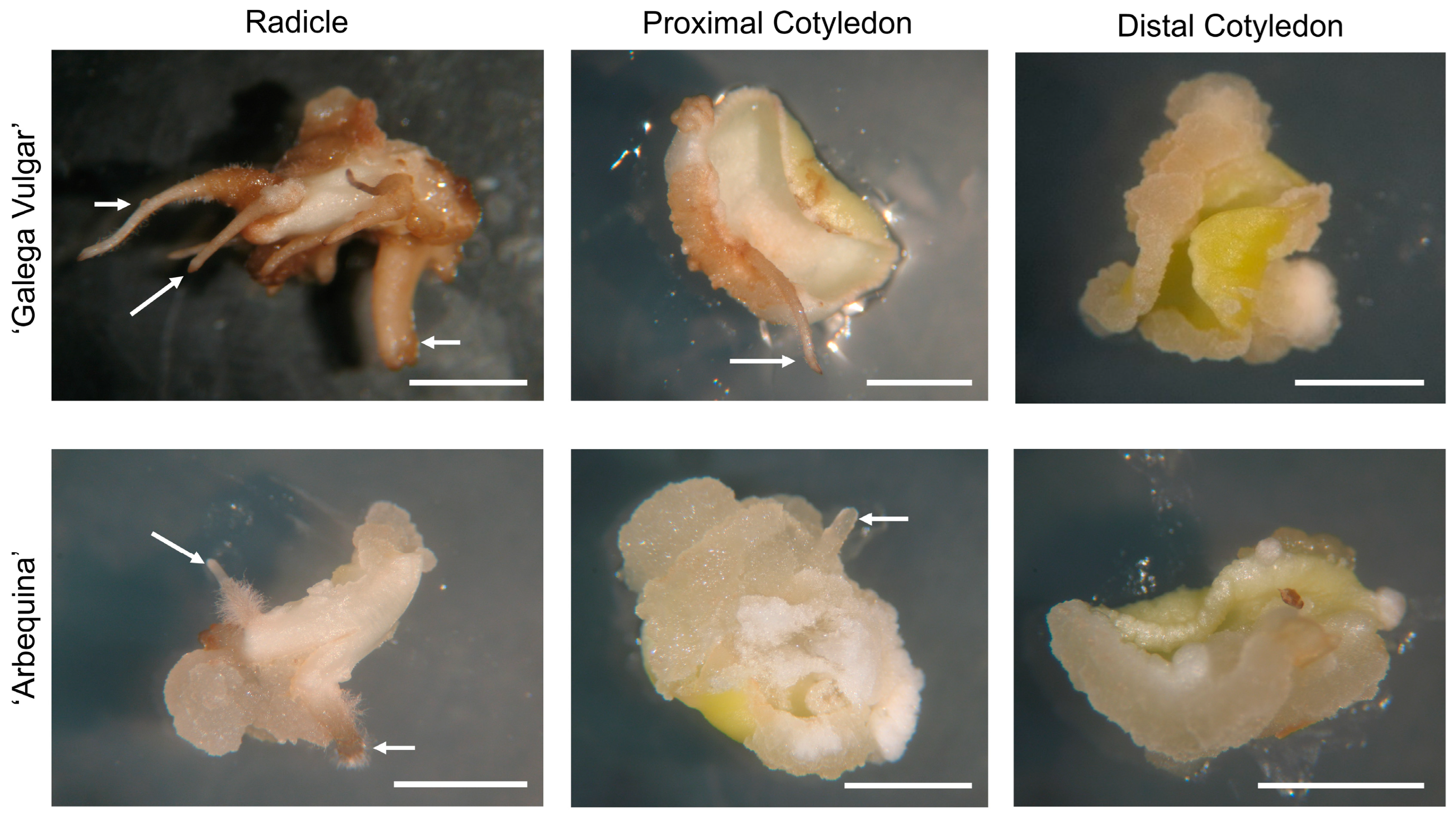 Plants 14 02881 g001 Plants 14 02881 g001