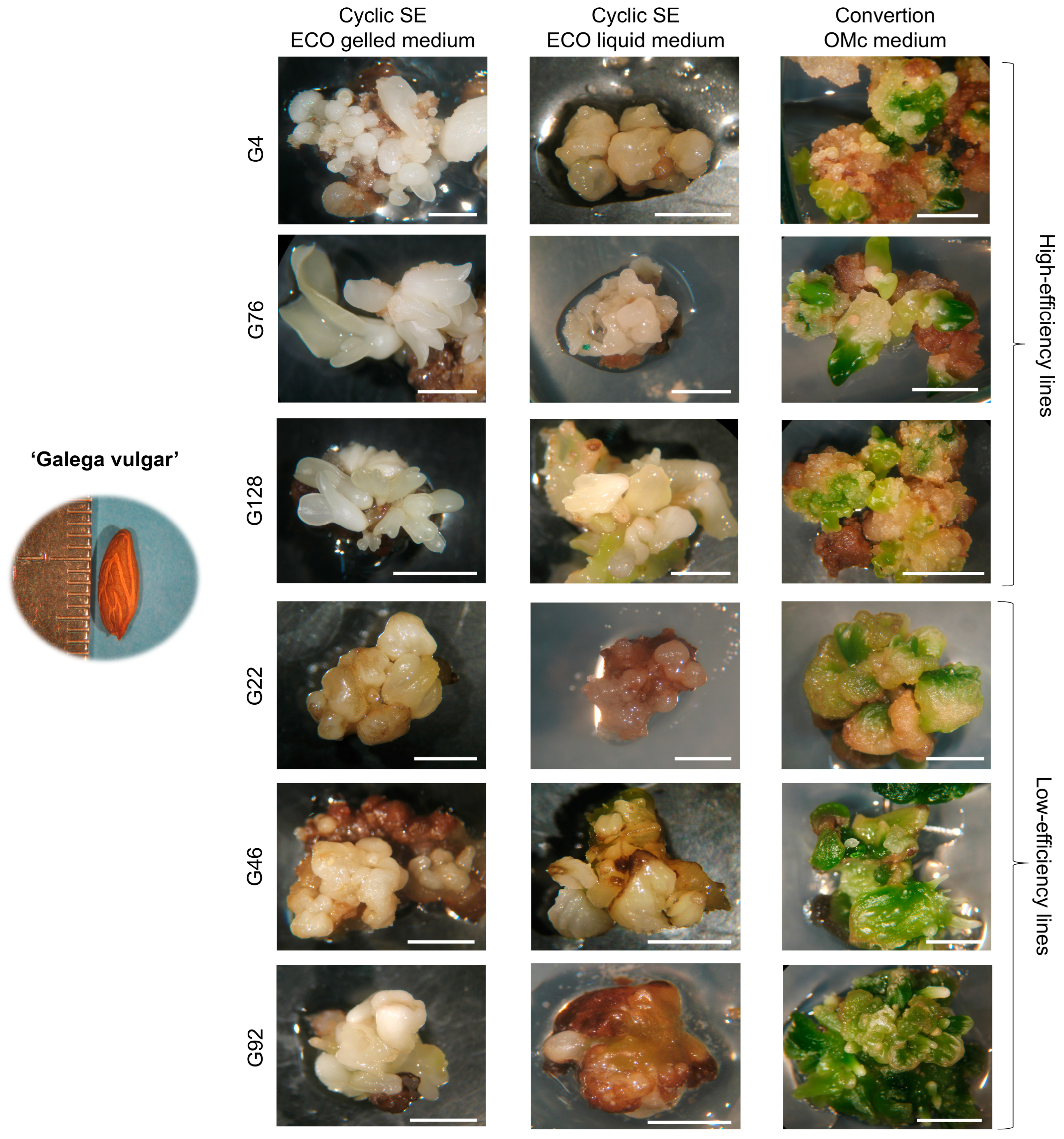 Plants 14 02881 g003 Plants 14 02881 g003