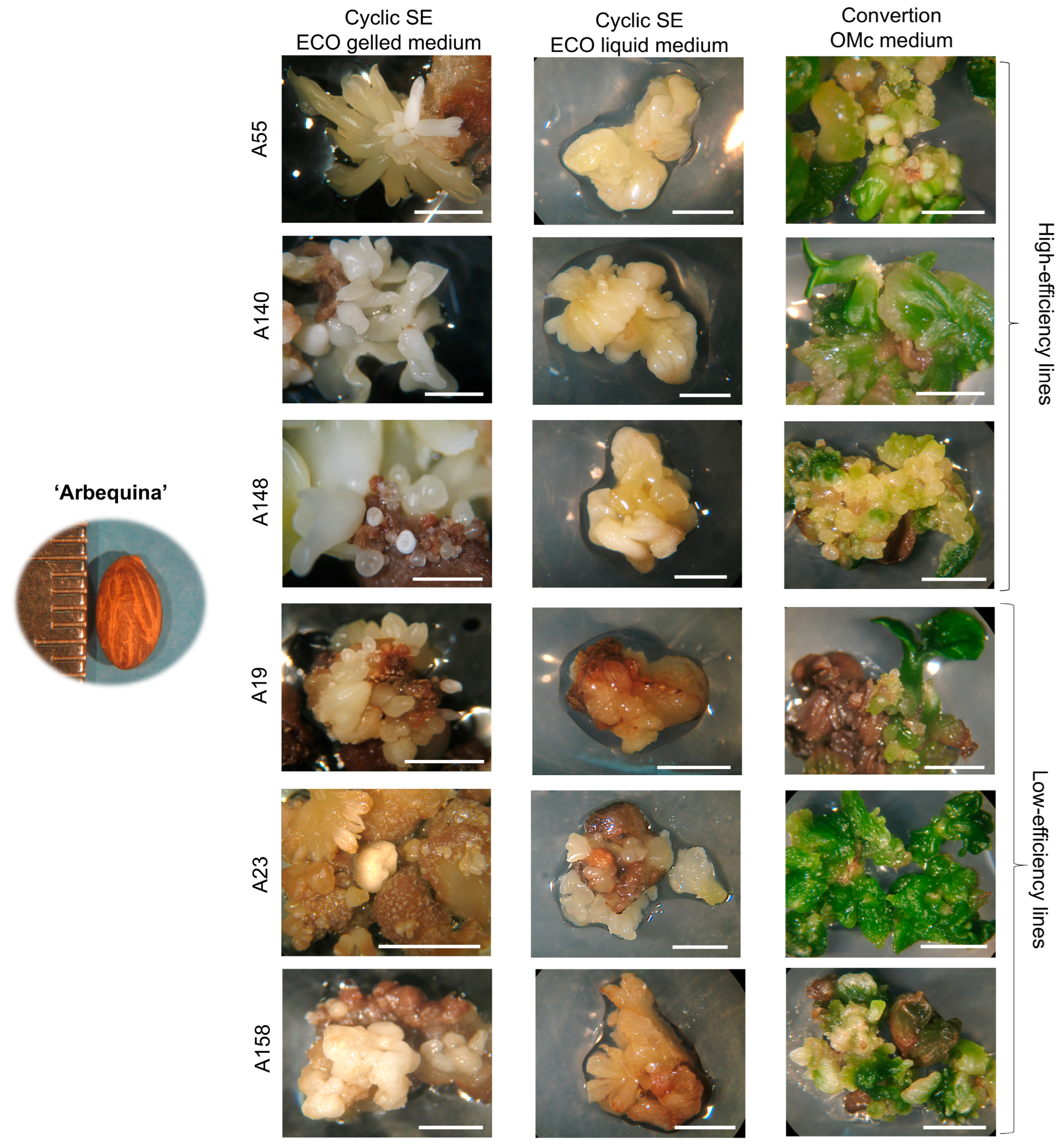 Plants 14 02881 g004 Plants 14 02881 g004