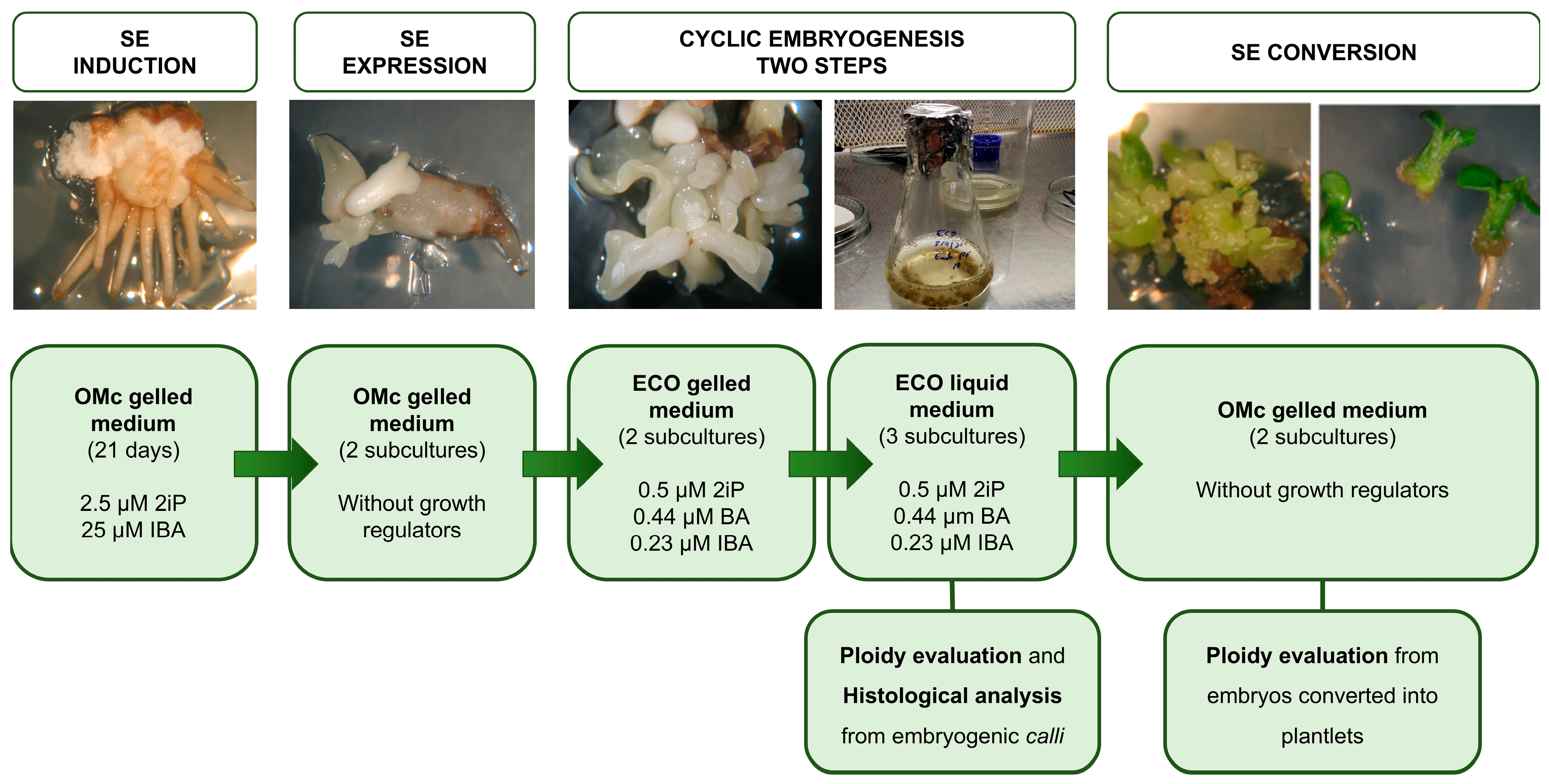 Plants 14 02881 g009 Plants 14 02881 g009