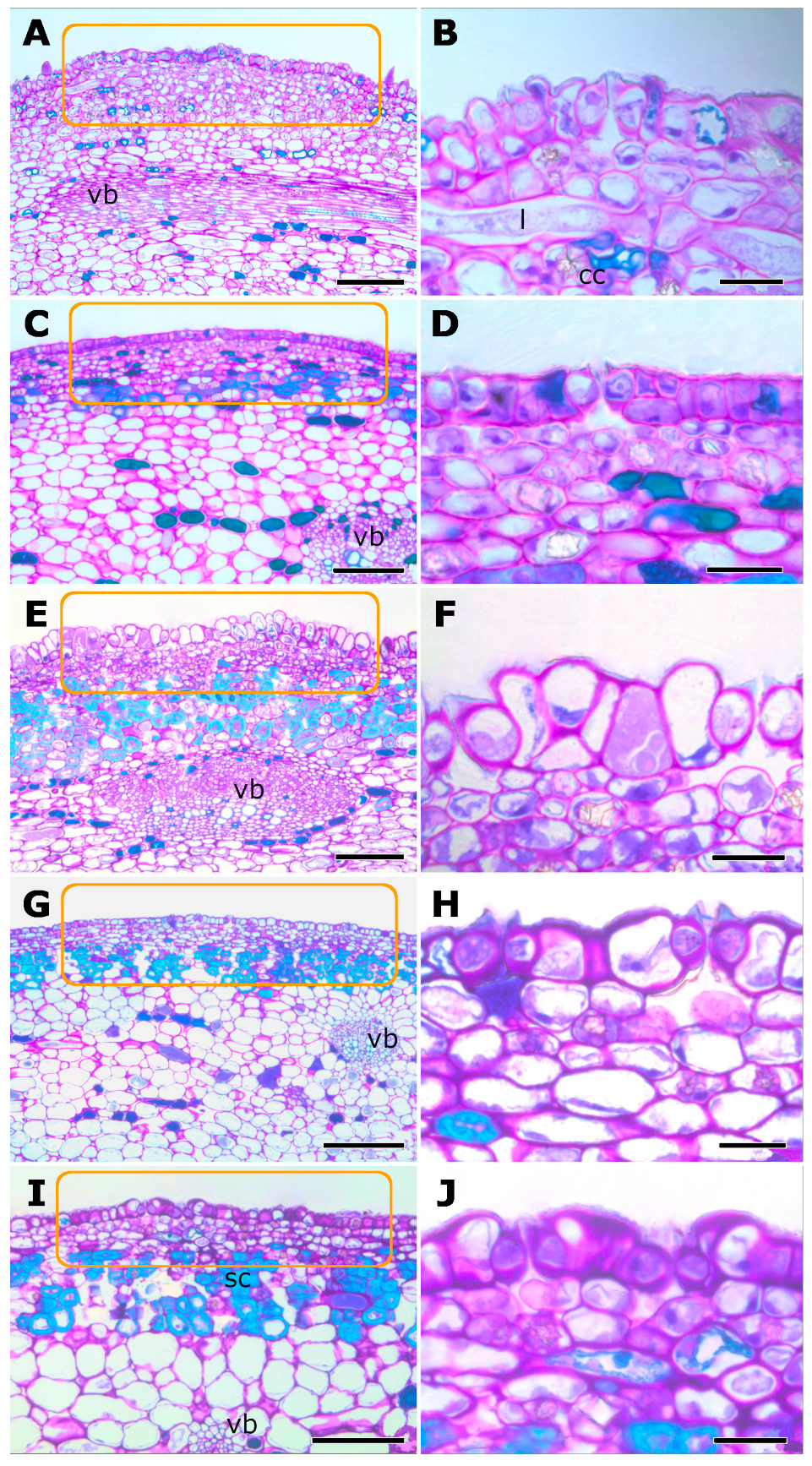 Plants 14 02885 g002