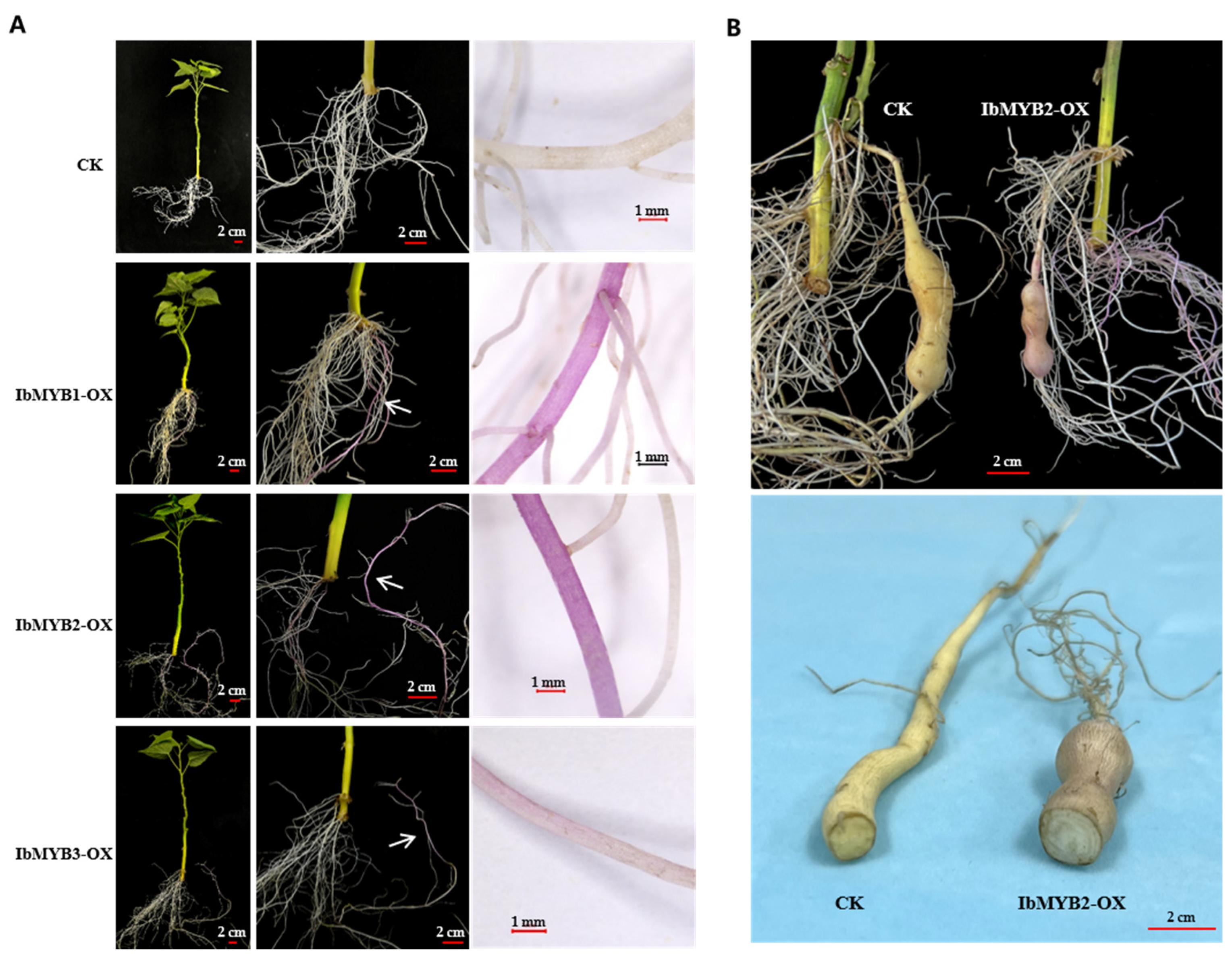 Plants 14 02896 g005
