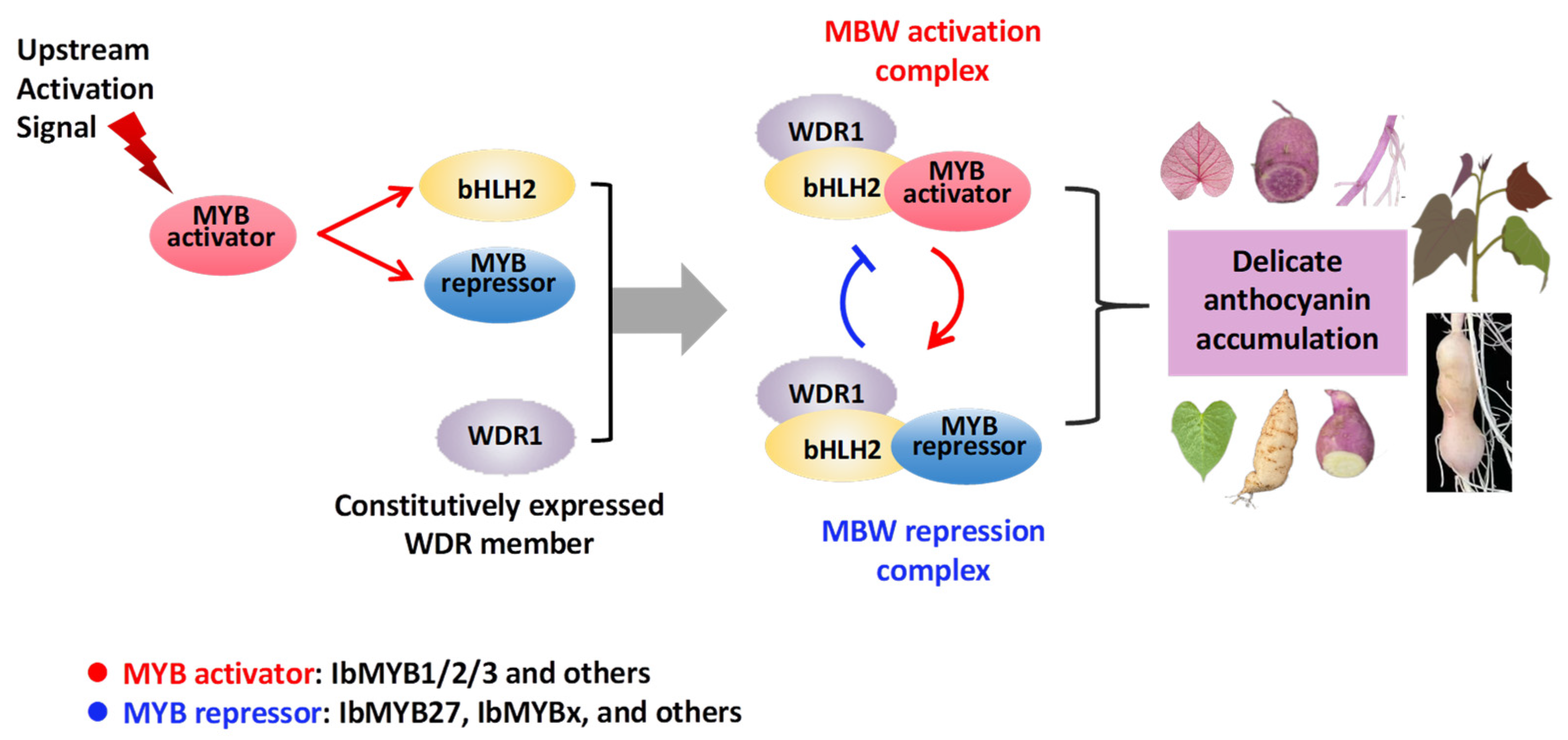 Plants 14 02896 g008