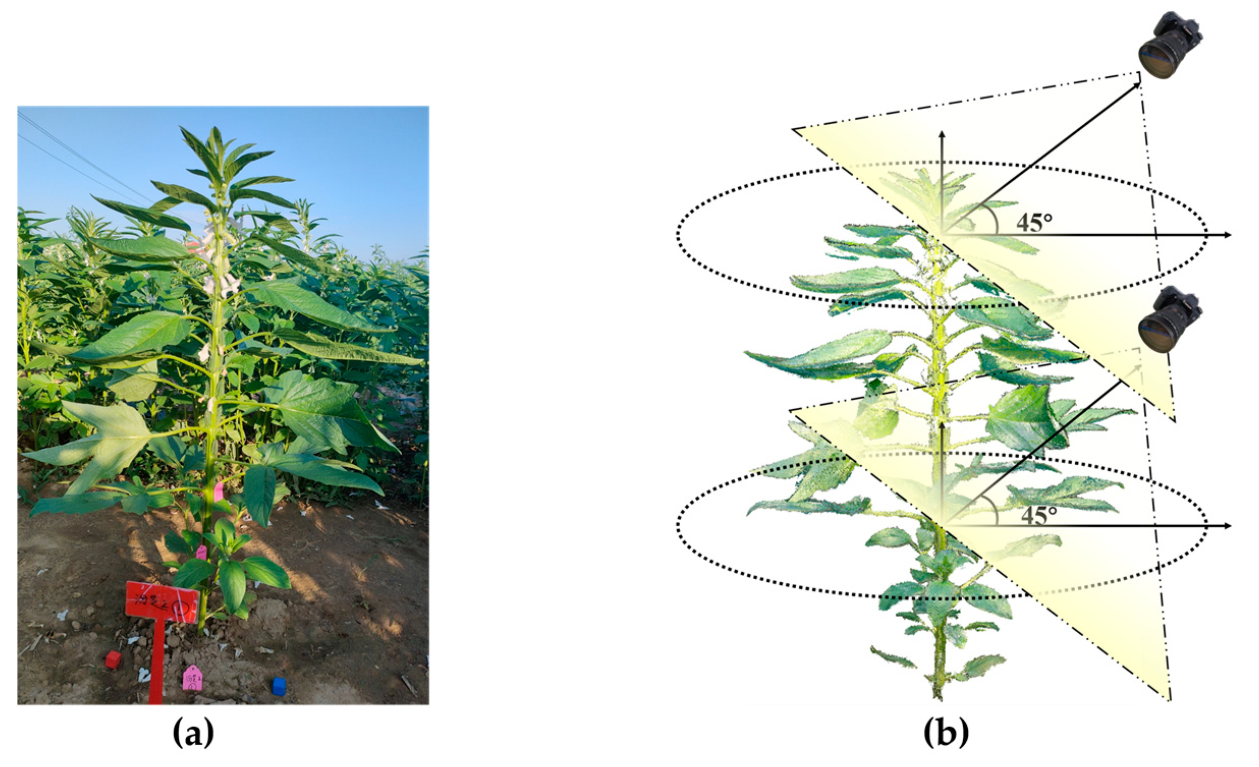 Plants 14 02898 g001