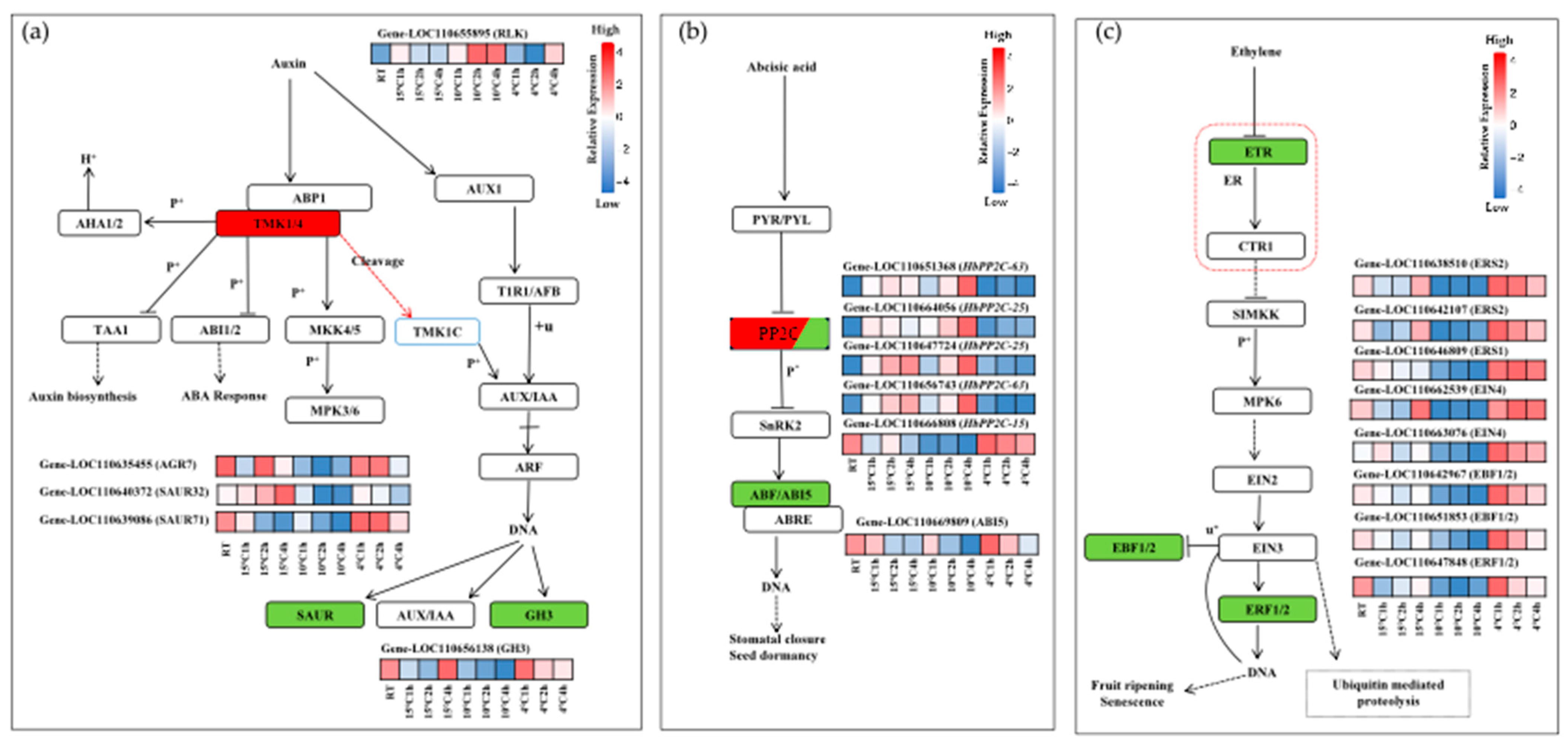 Plants 14 02900 g004