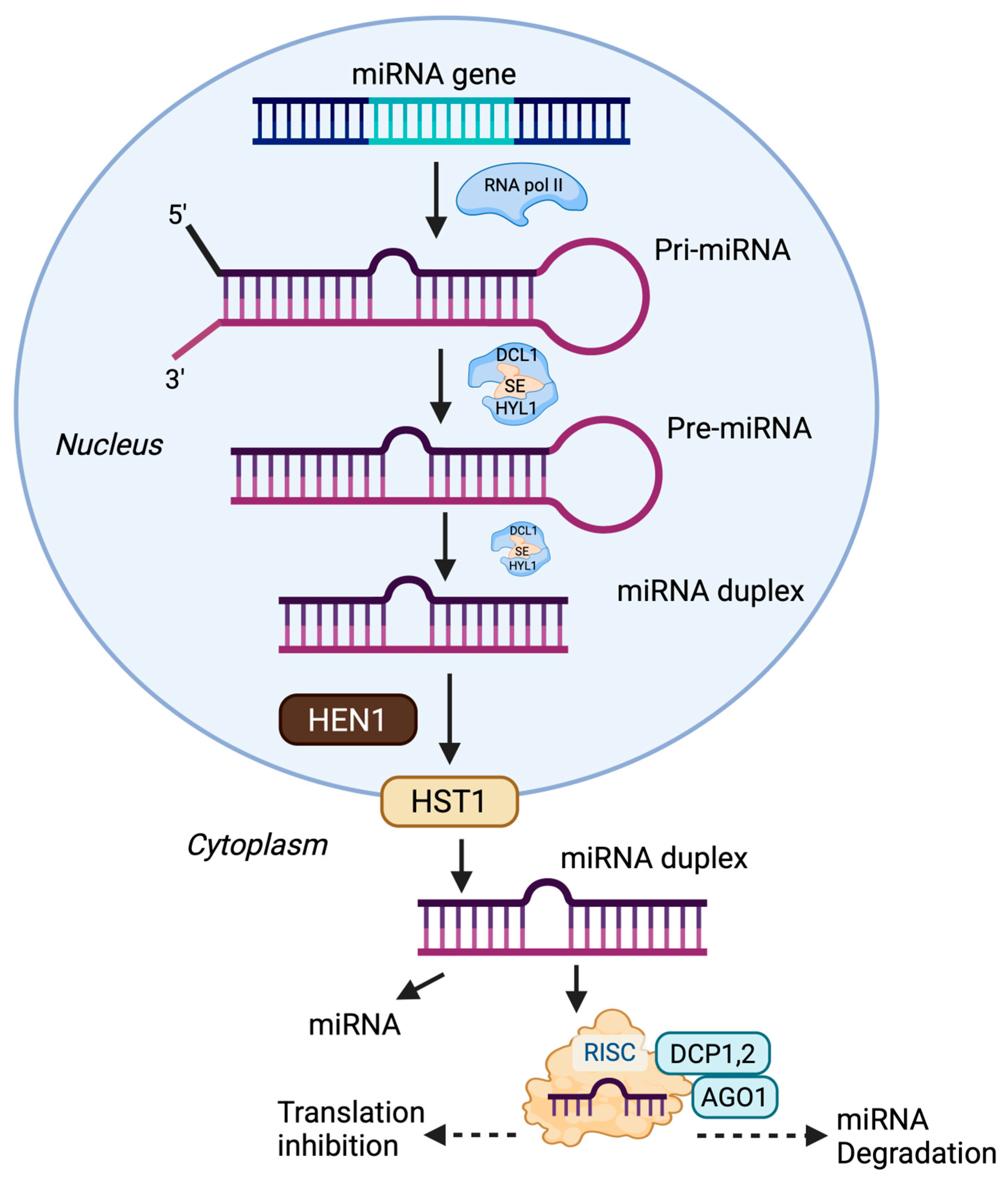Plants 14 02905 g001
