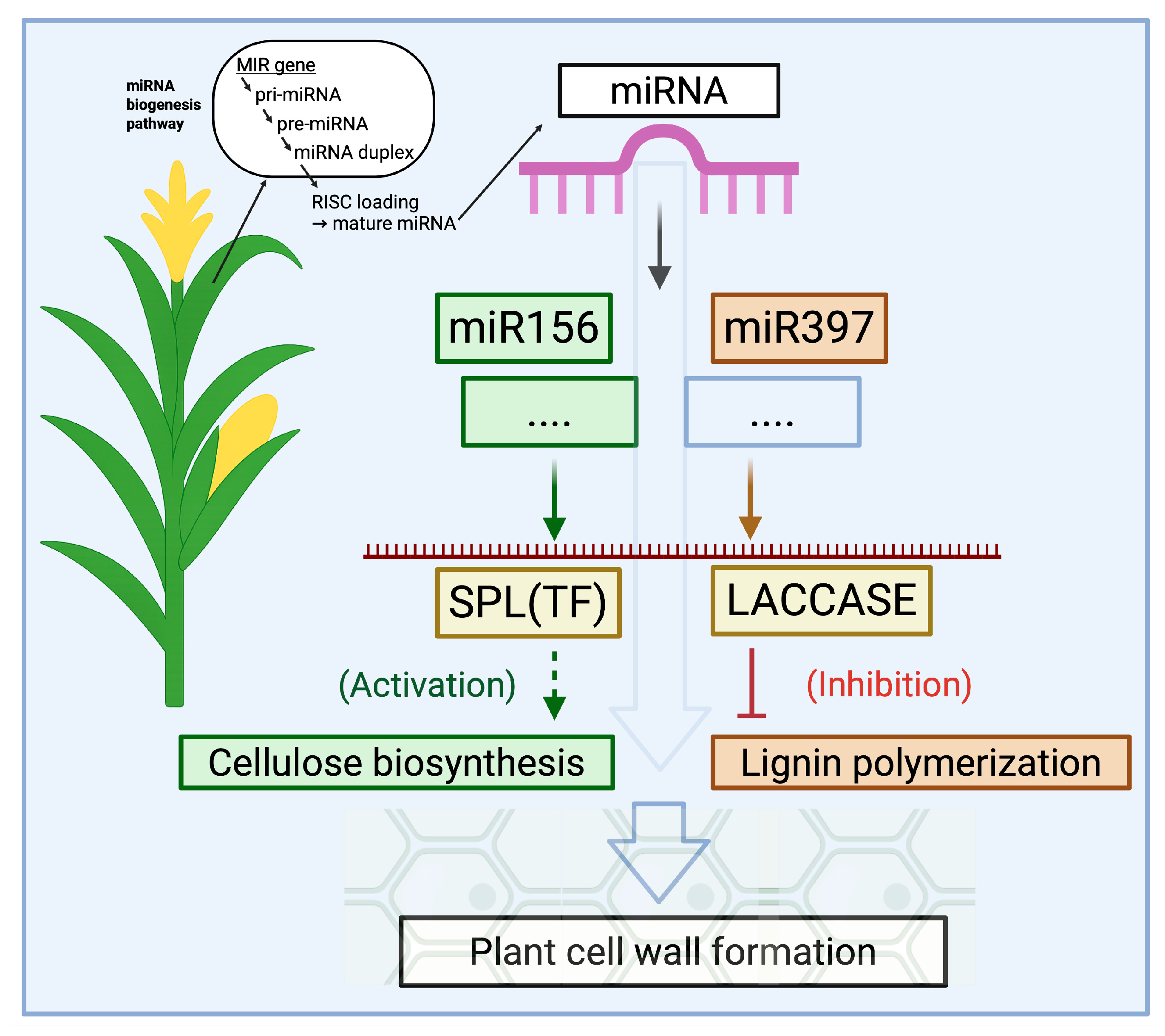 Plants 14 02905 g002