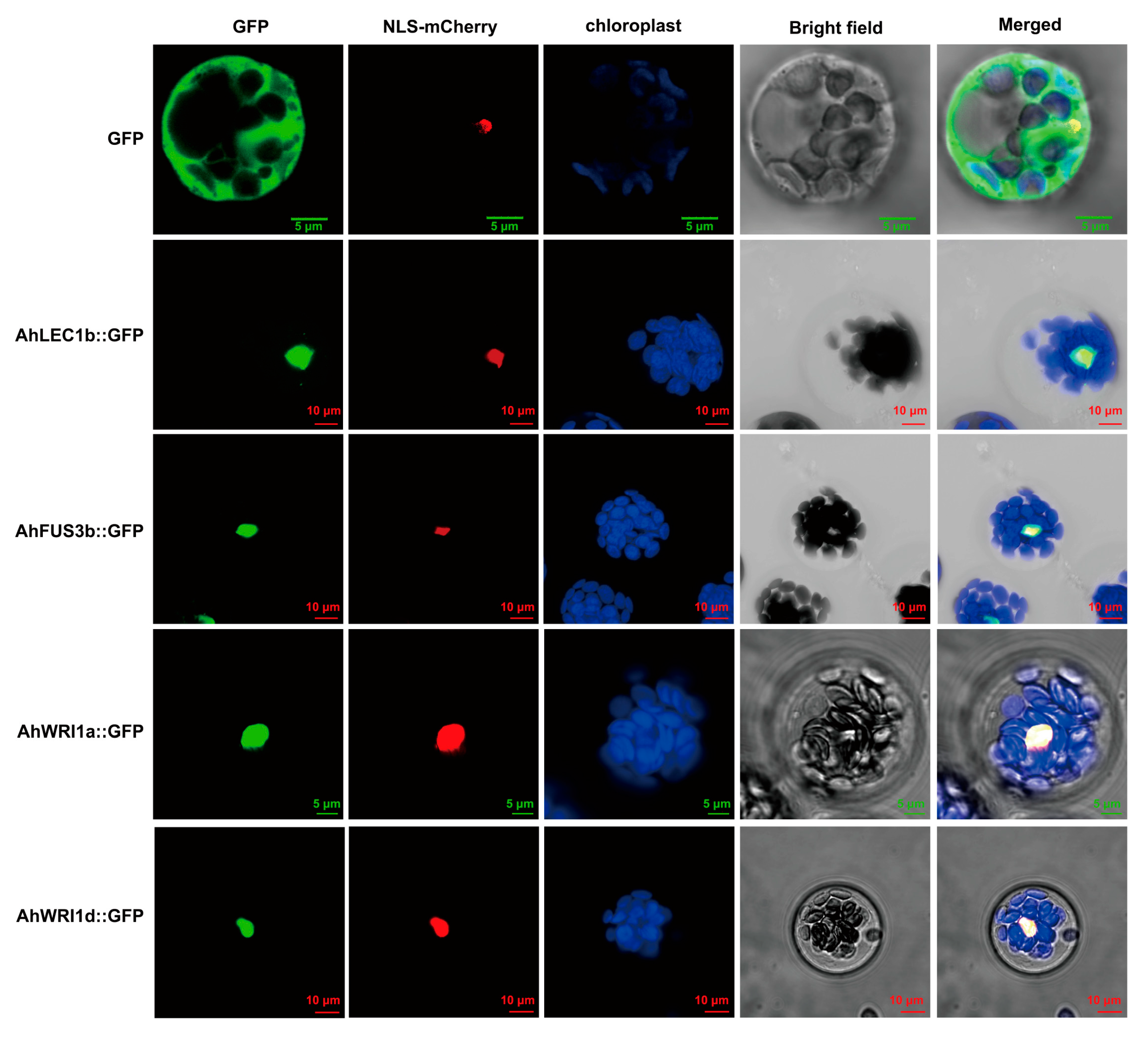 Plants 14 02910 g007 Plants 14 02910 g007
