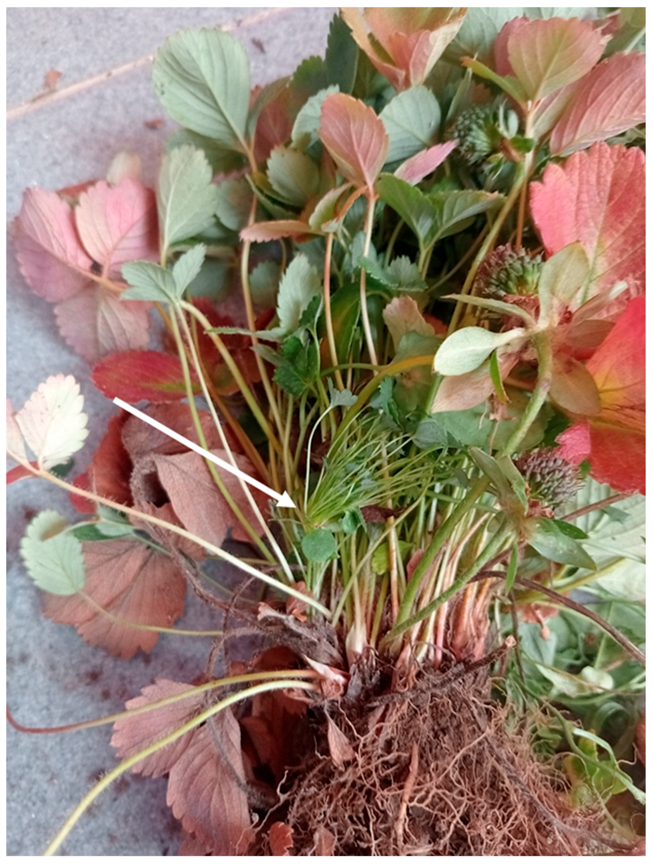 Plants 14 02914 g002 Plants 14 02914 g002