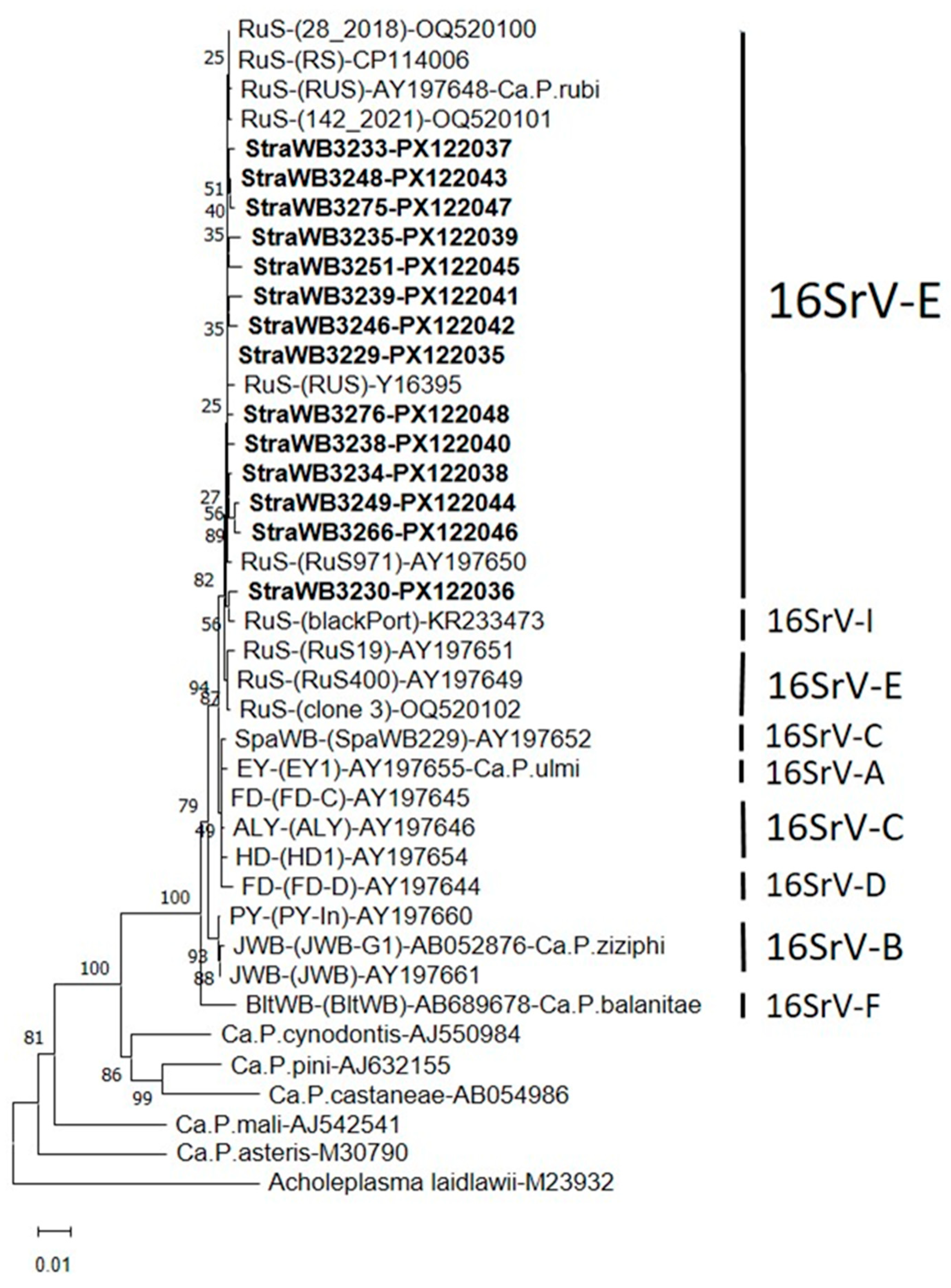 Plants 14 02914 g004 Plants 14 02914 g004