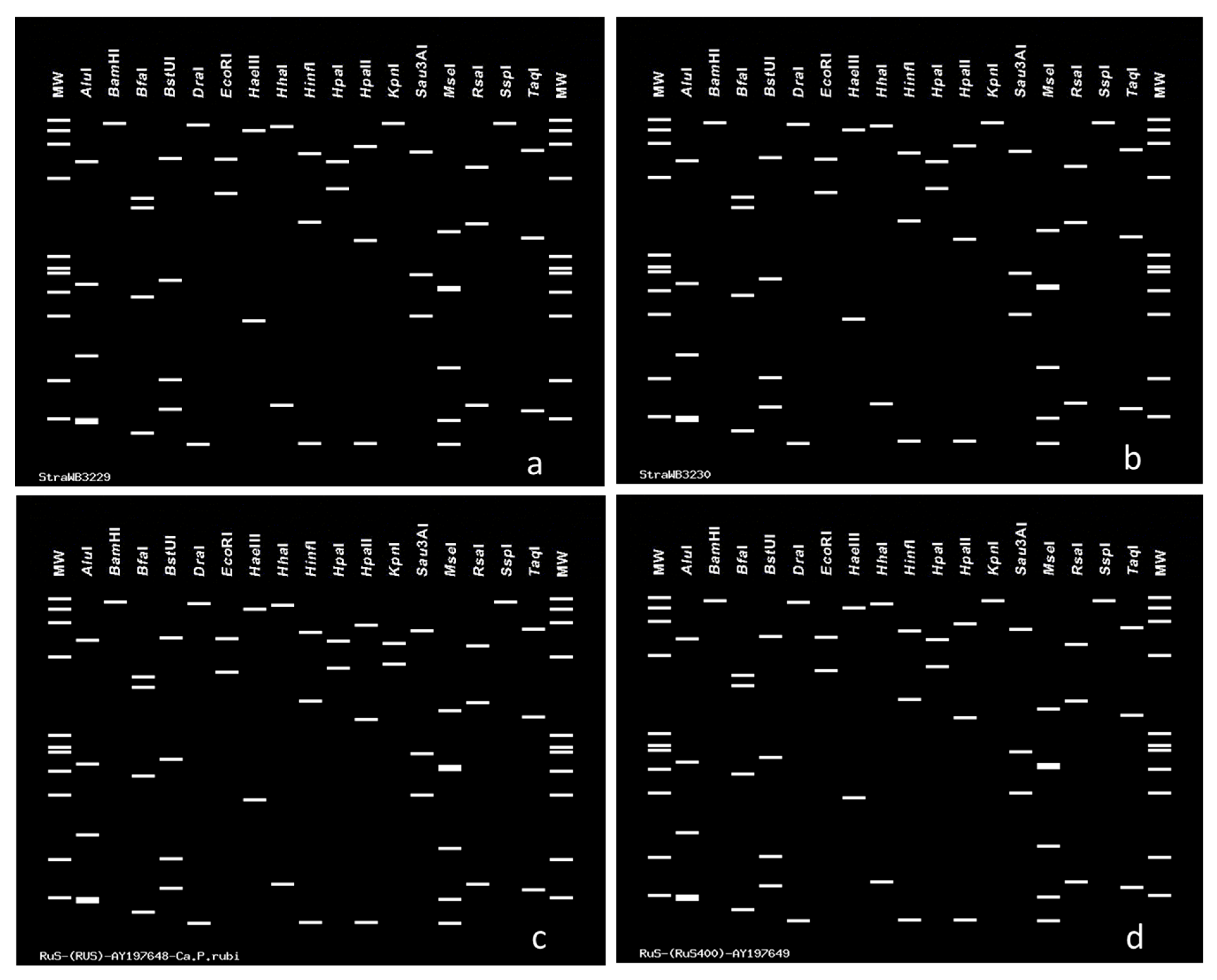 Plants 14 02914 g009 Plants 14 02914 g009