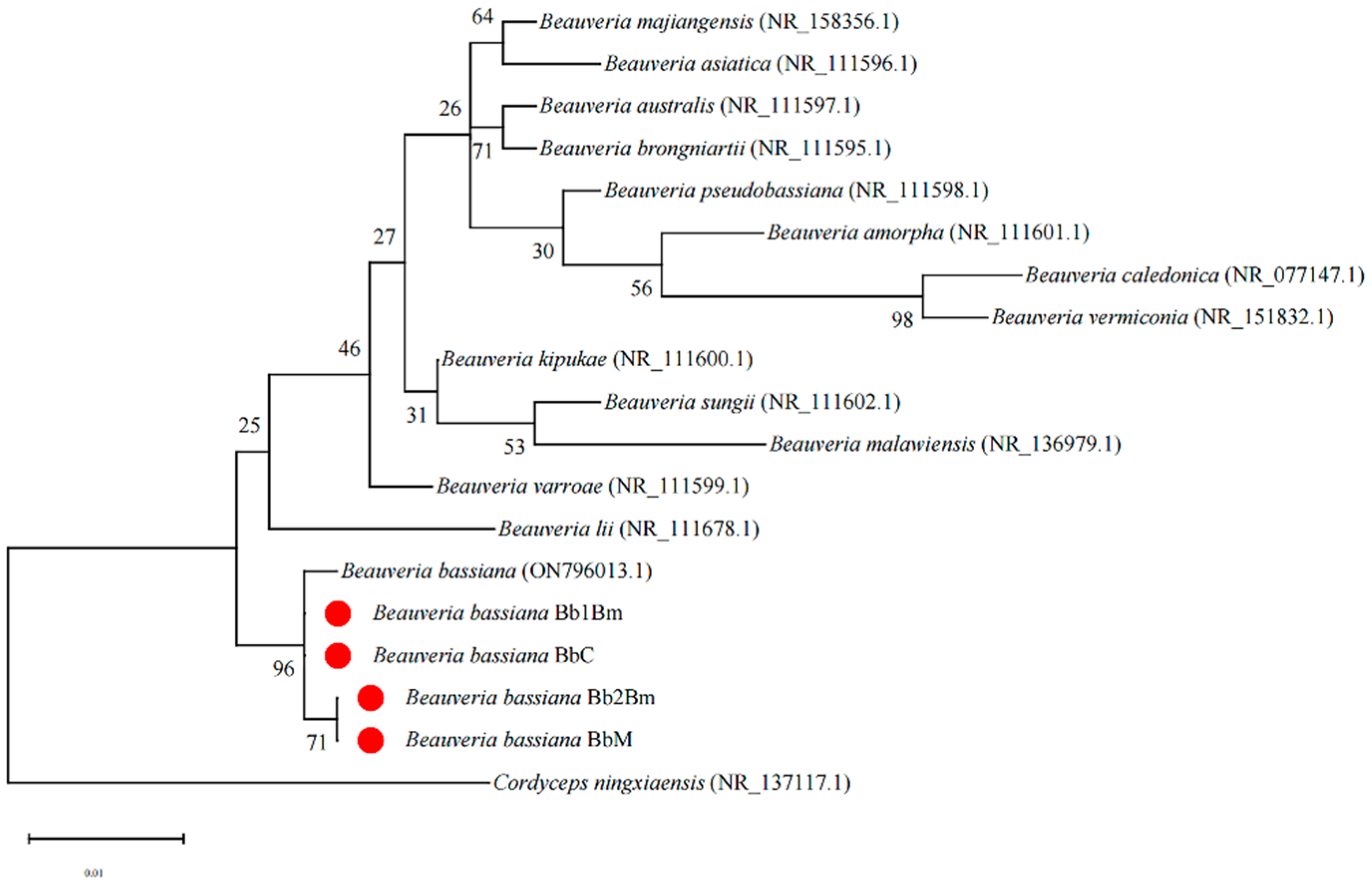 Plants 14 02932 g001 Plants 14 02932 g001