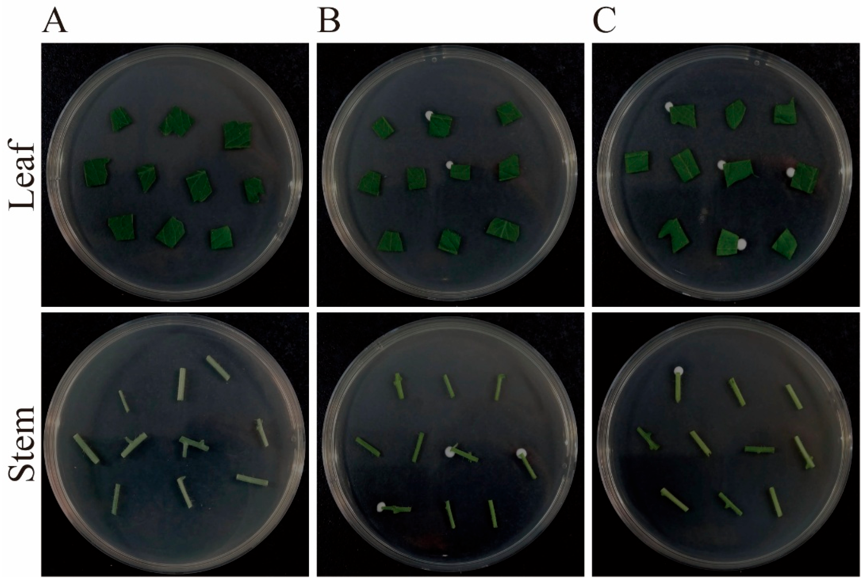 Plants 14 02932 g002 Plants 14 02932 g002