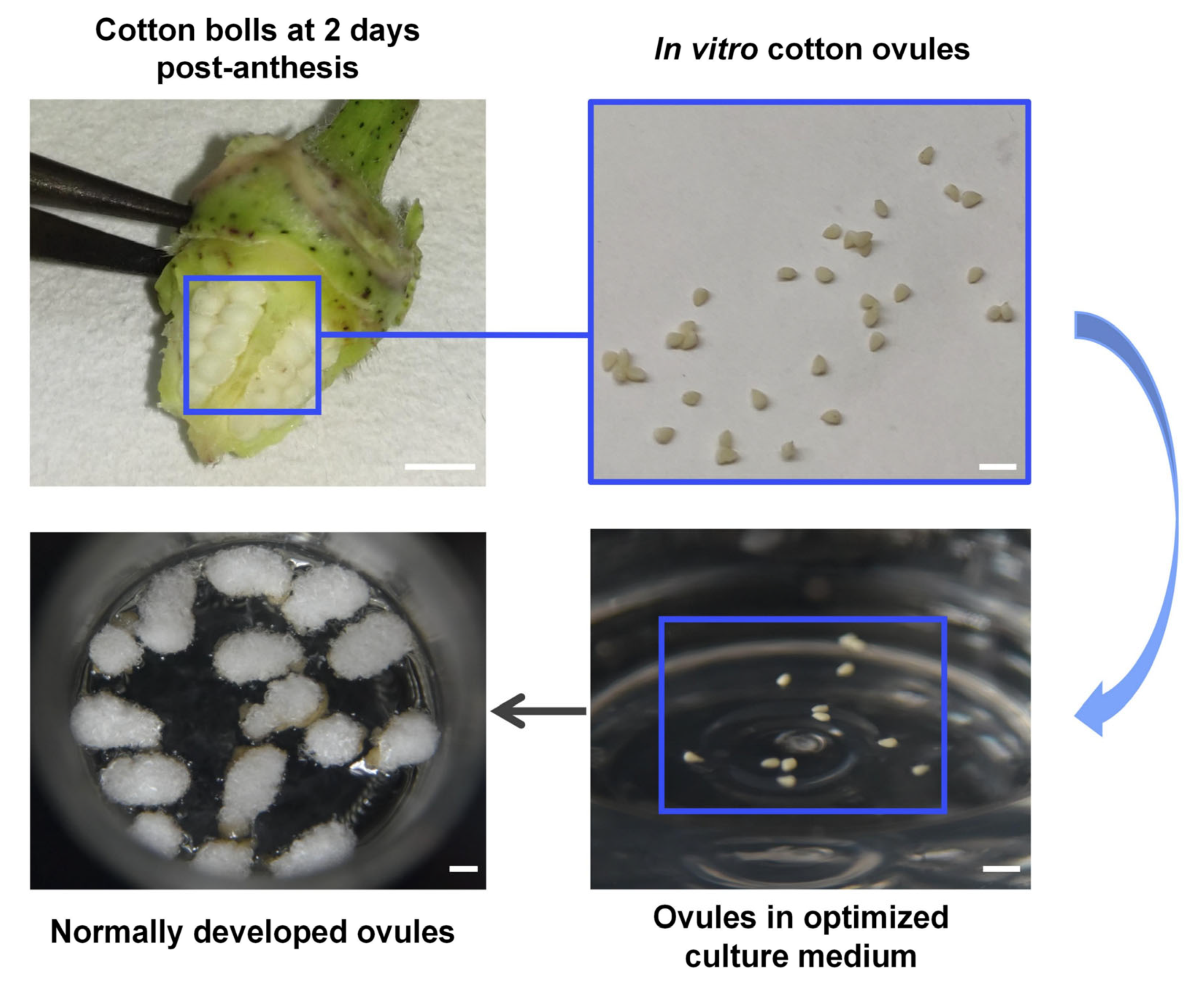 Plants 14 02936 g004 Plants 14 02936 g004