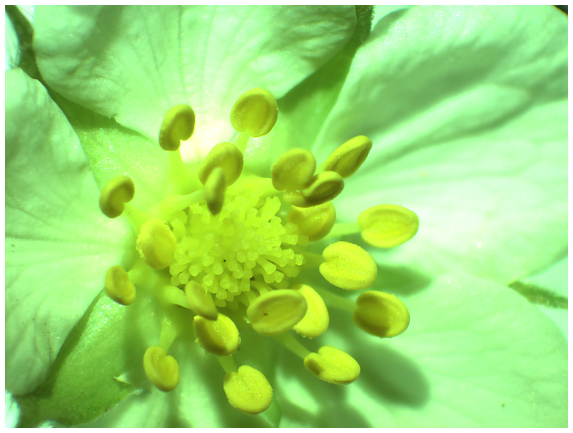 Plants 14 02938 g005