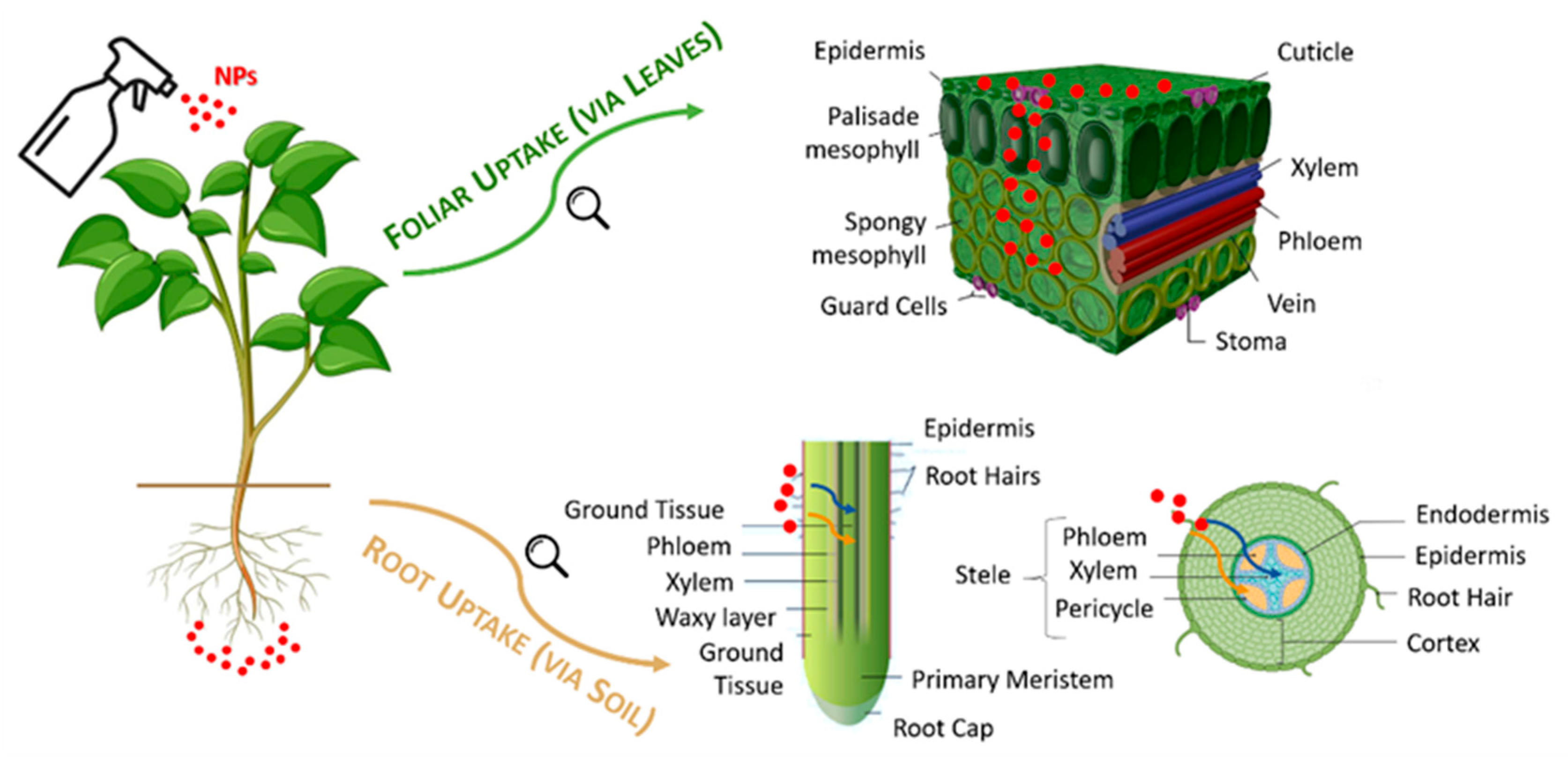 Plants 14 02939 g004