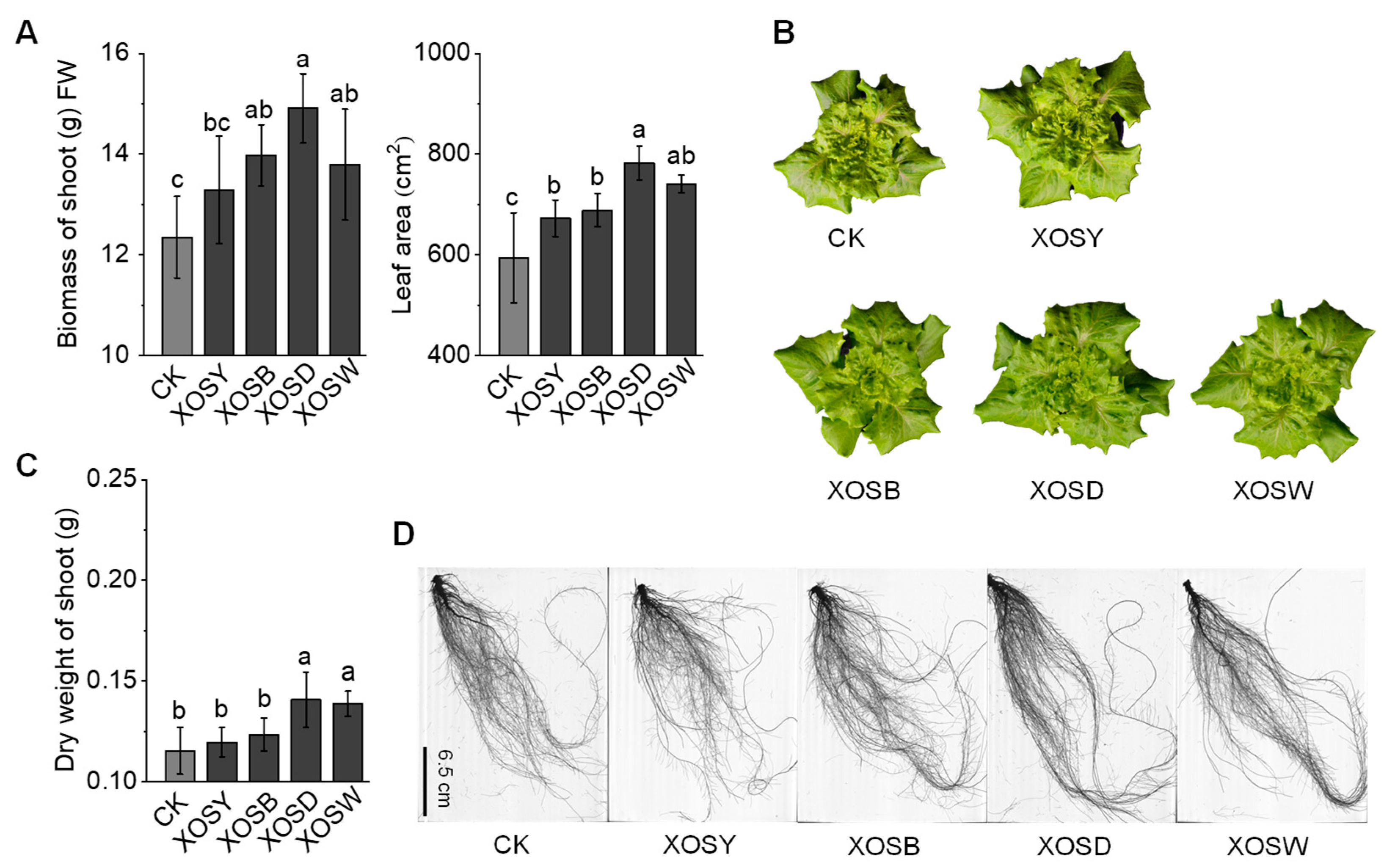 Plants 14 02958 g001
