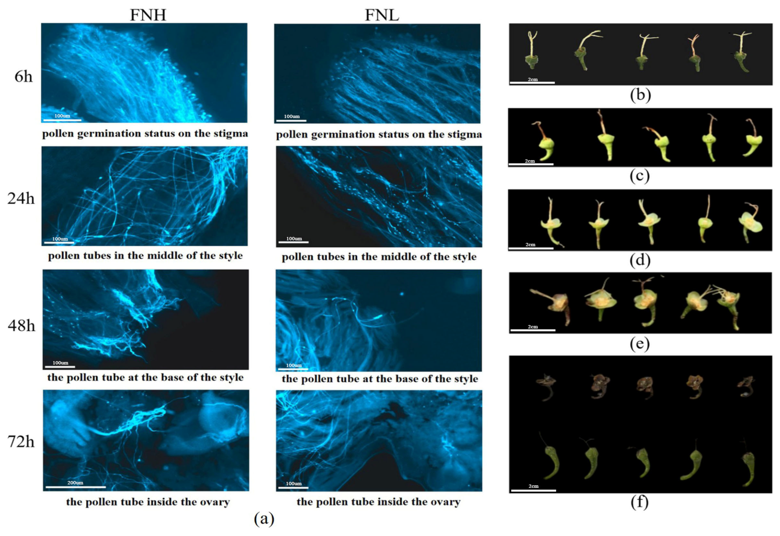 Plants 14 02963 g002