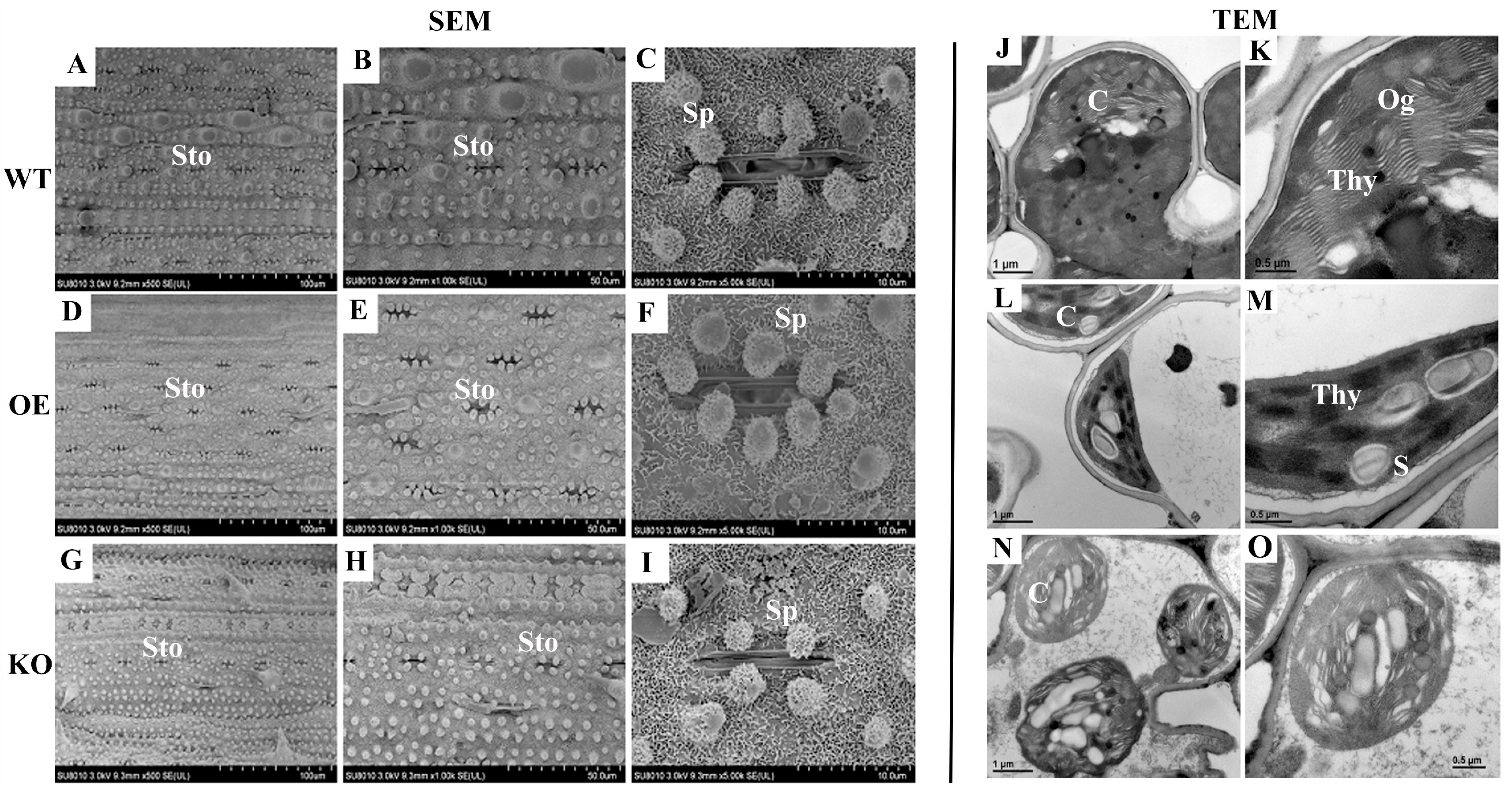 Plants 14 02973 g008 Plants 14 02973 g008