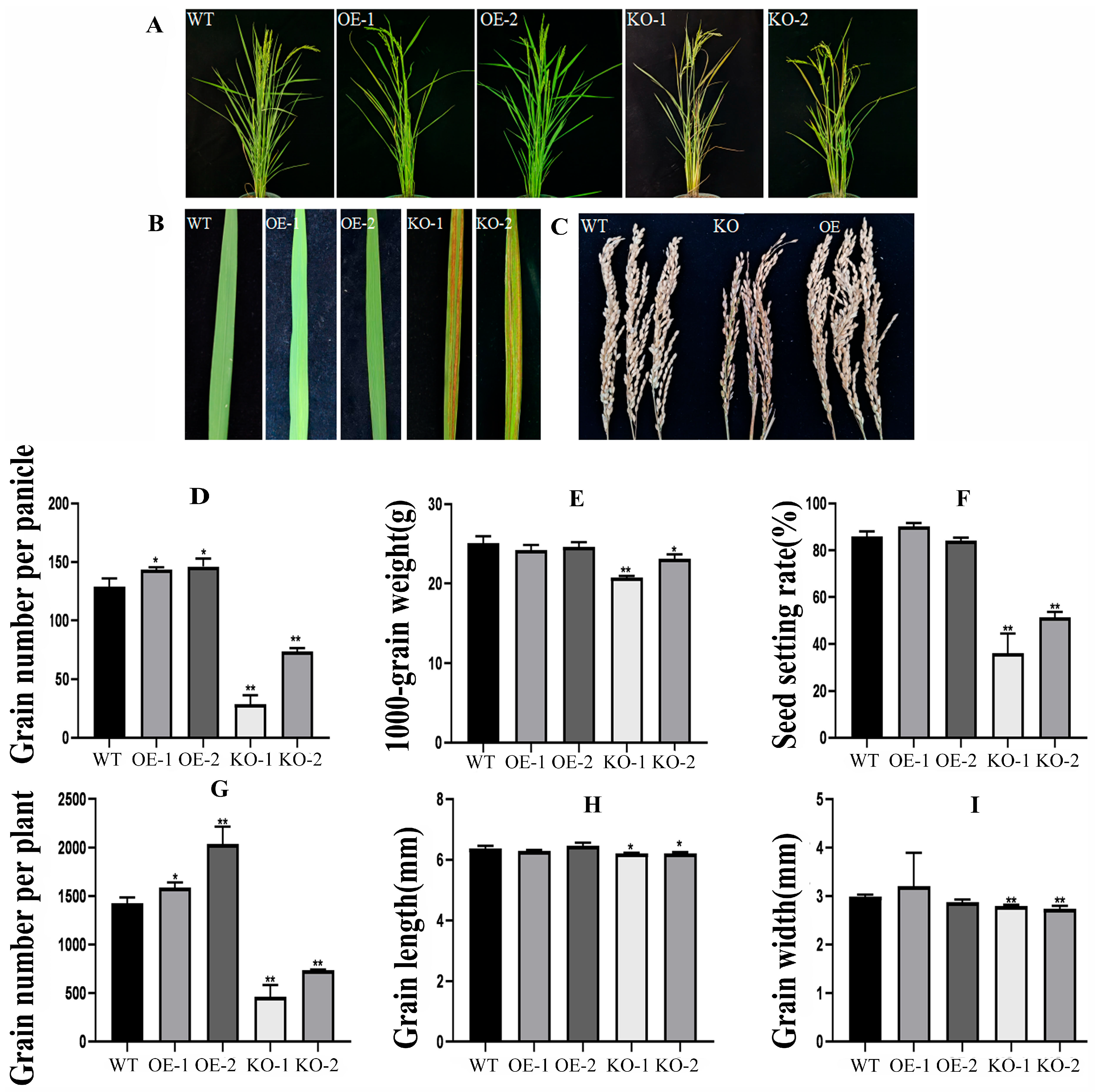 Plants 14 02973 g009 Plants 14 02973 g009