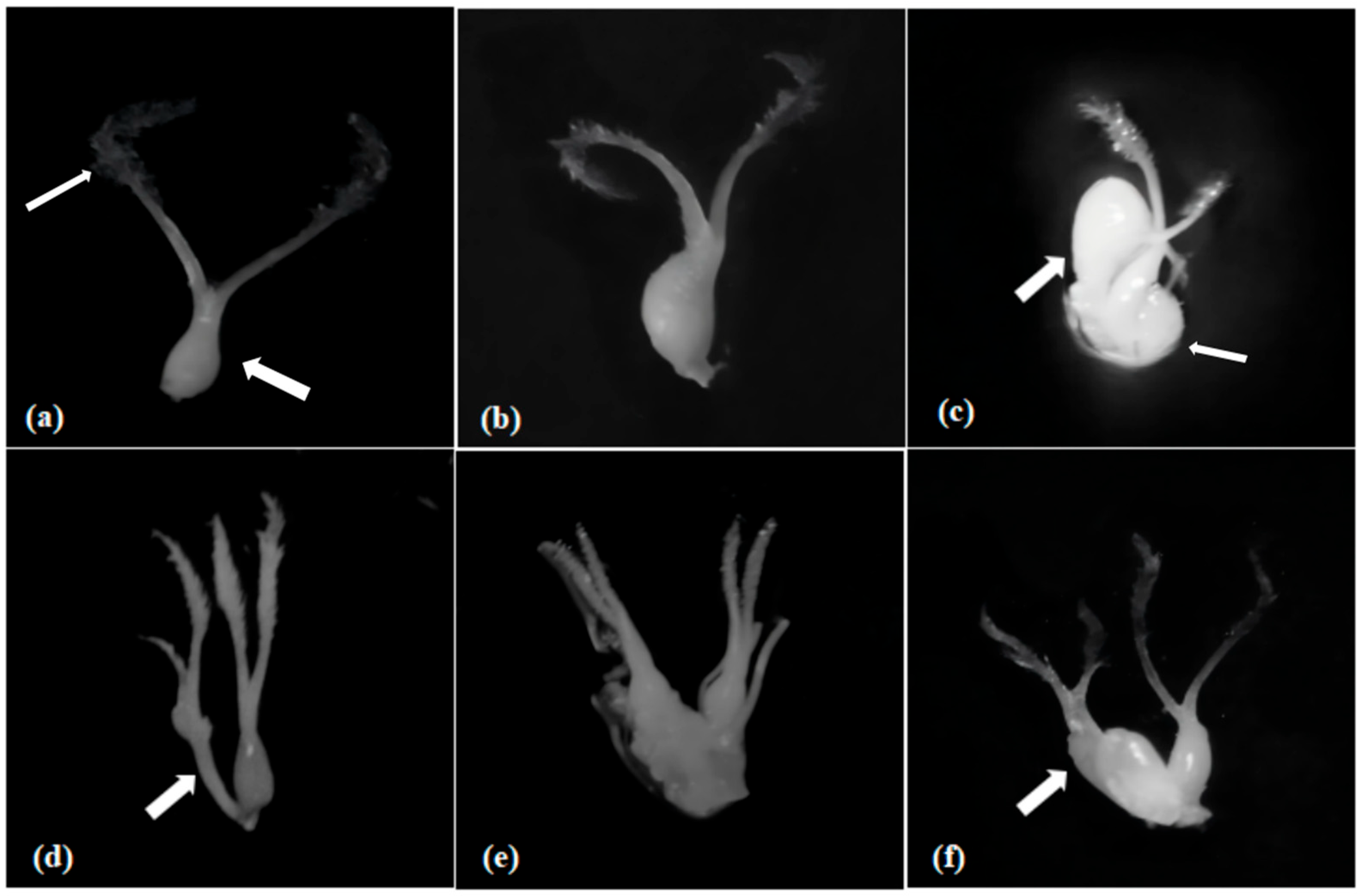 Plants 14 02982 g001