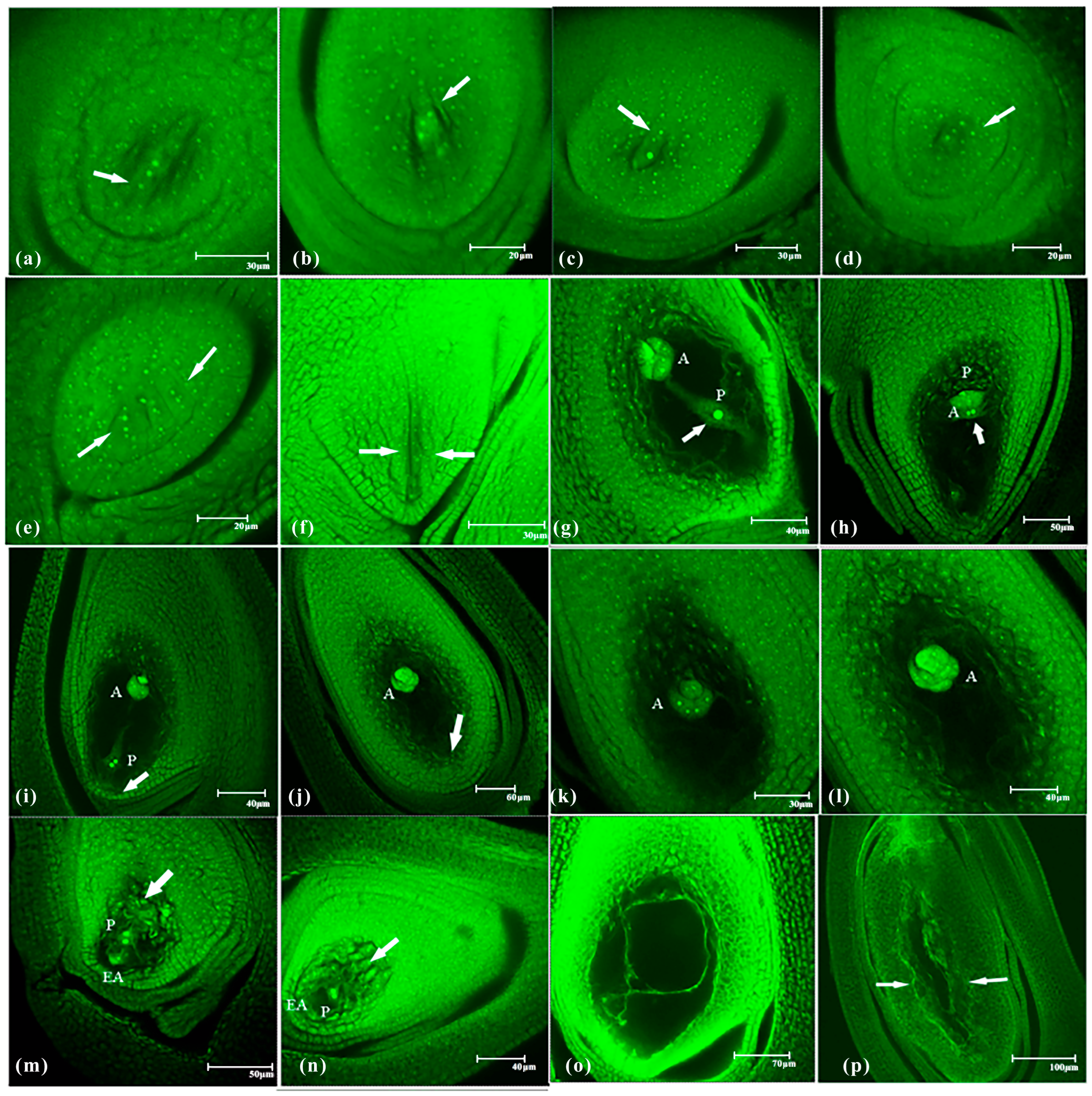 Plants 14 02982 g004