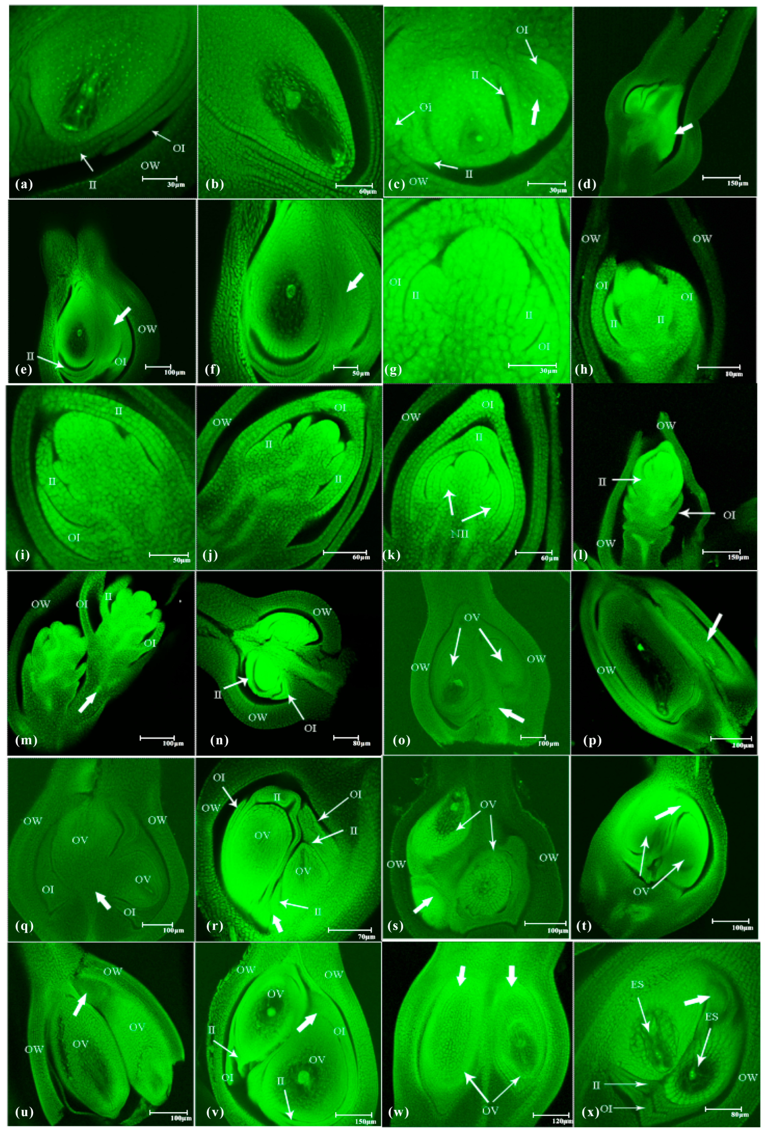 Plants 14 02982 g005