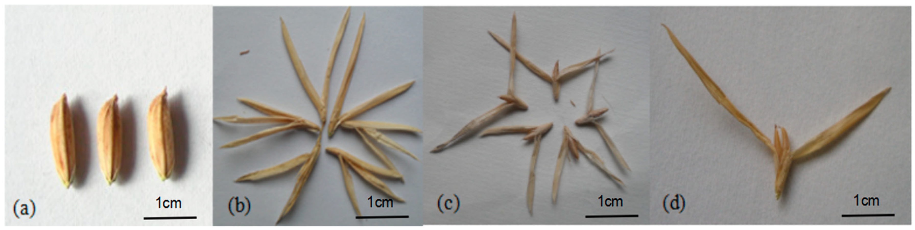 Plants 14 02982 g006