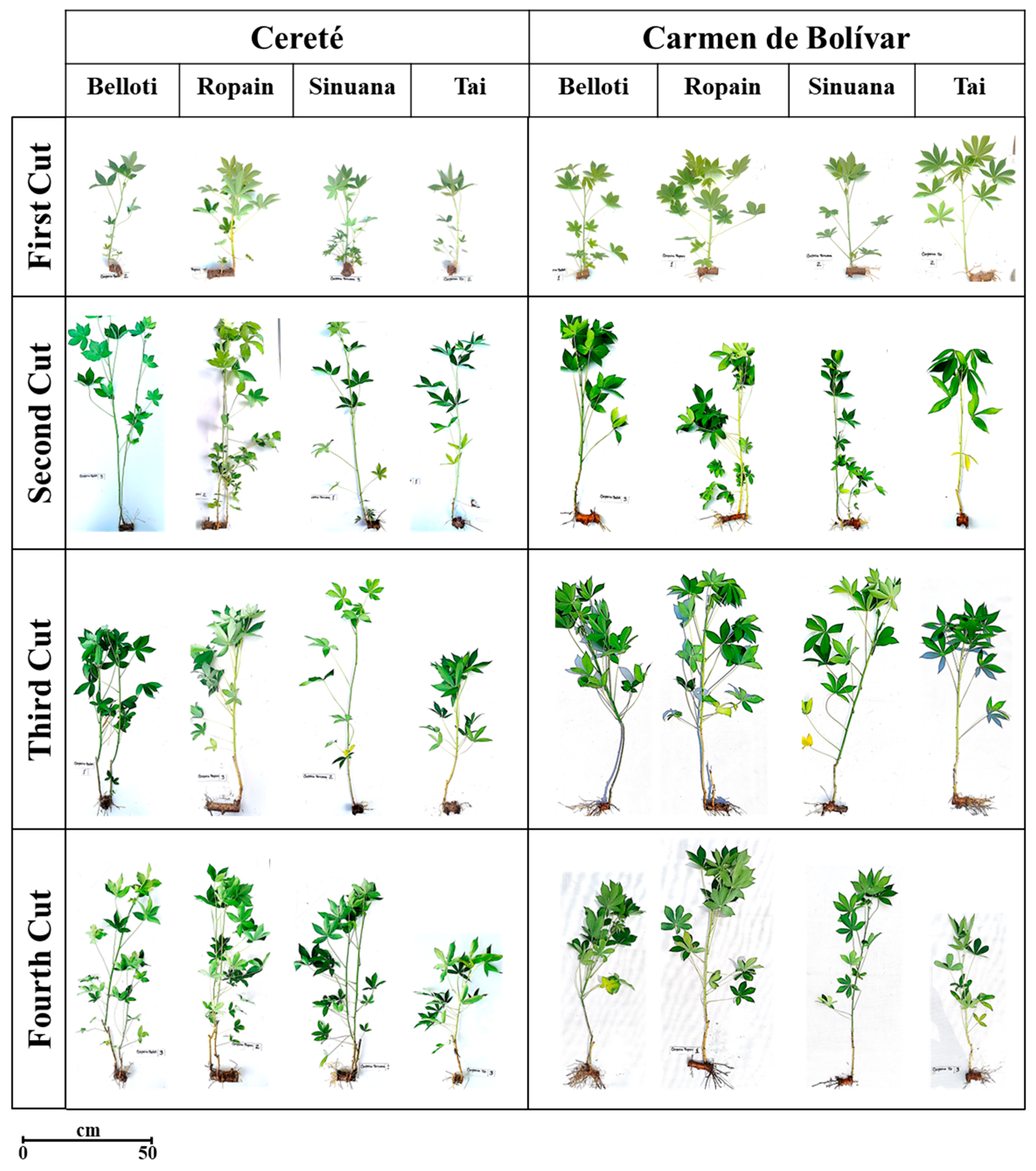 Plants 14 02983 g004