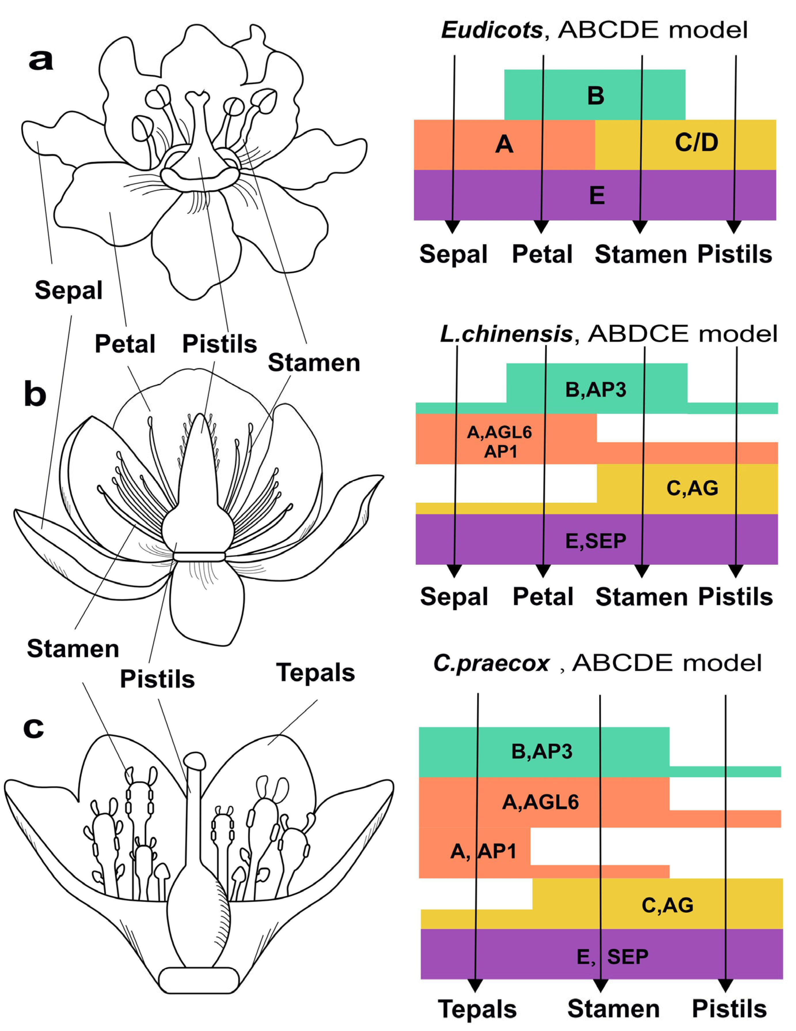 Plants 14 02991 g006 Plants 14 02991 g006