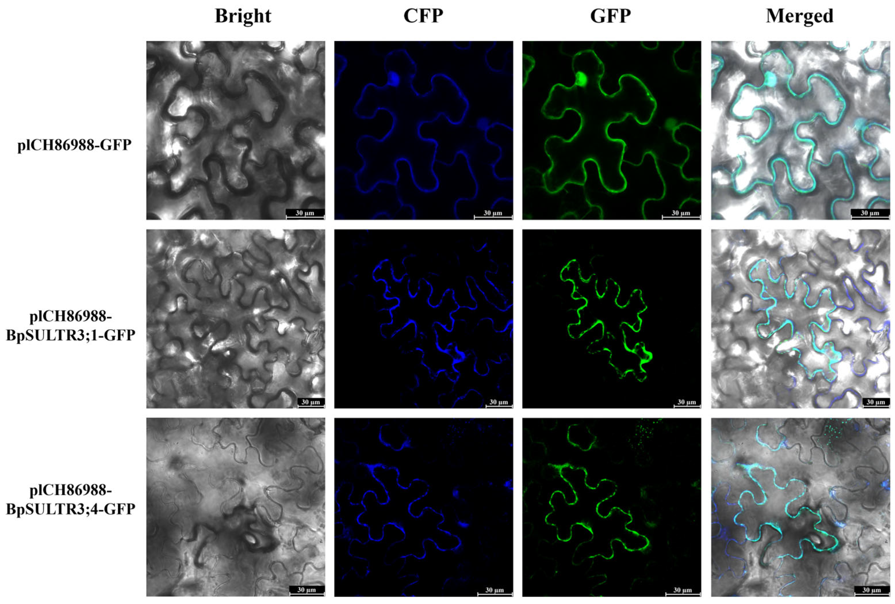 Plants 14 02995 g005 Plants 14 02995 g005