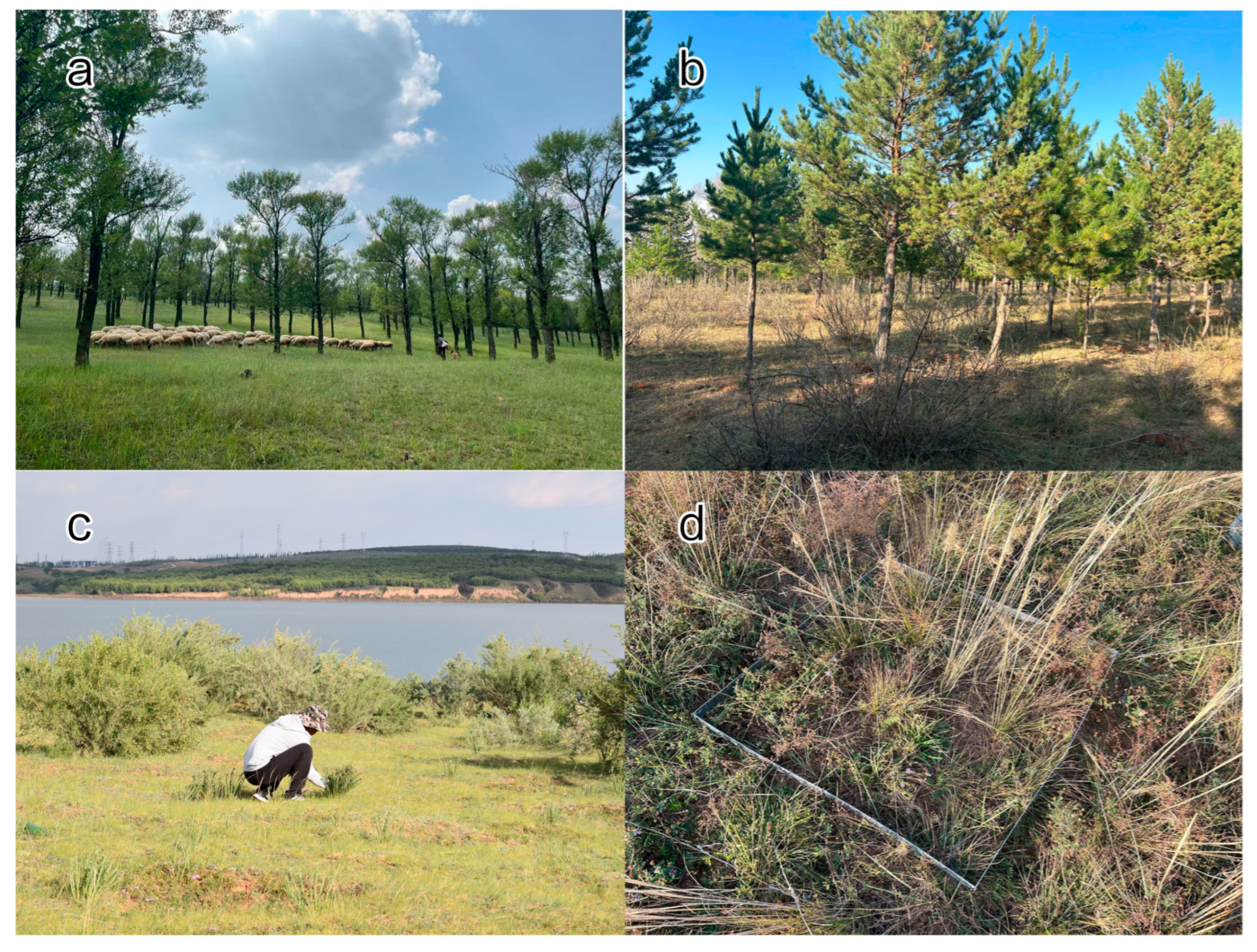 Plants 14 03008 g001