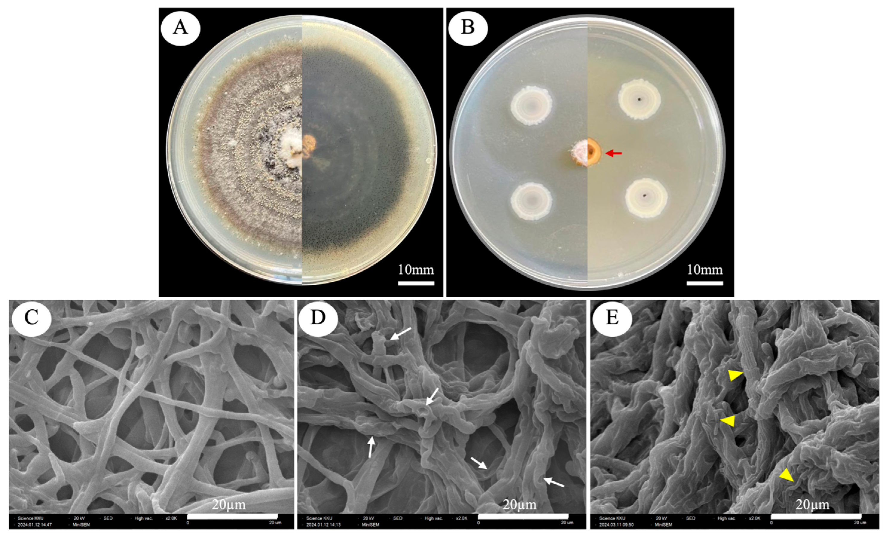 Plants 14 03010 g004