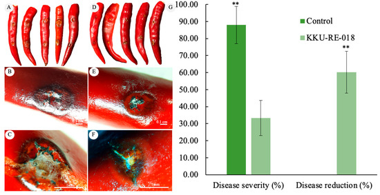 SOLD‼️ Krone ZX 350 GD for sale, Self-loading wagon, 34510 EUR