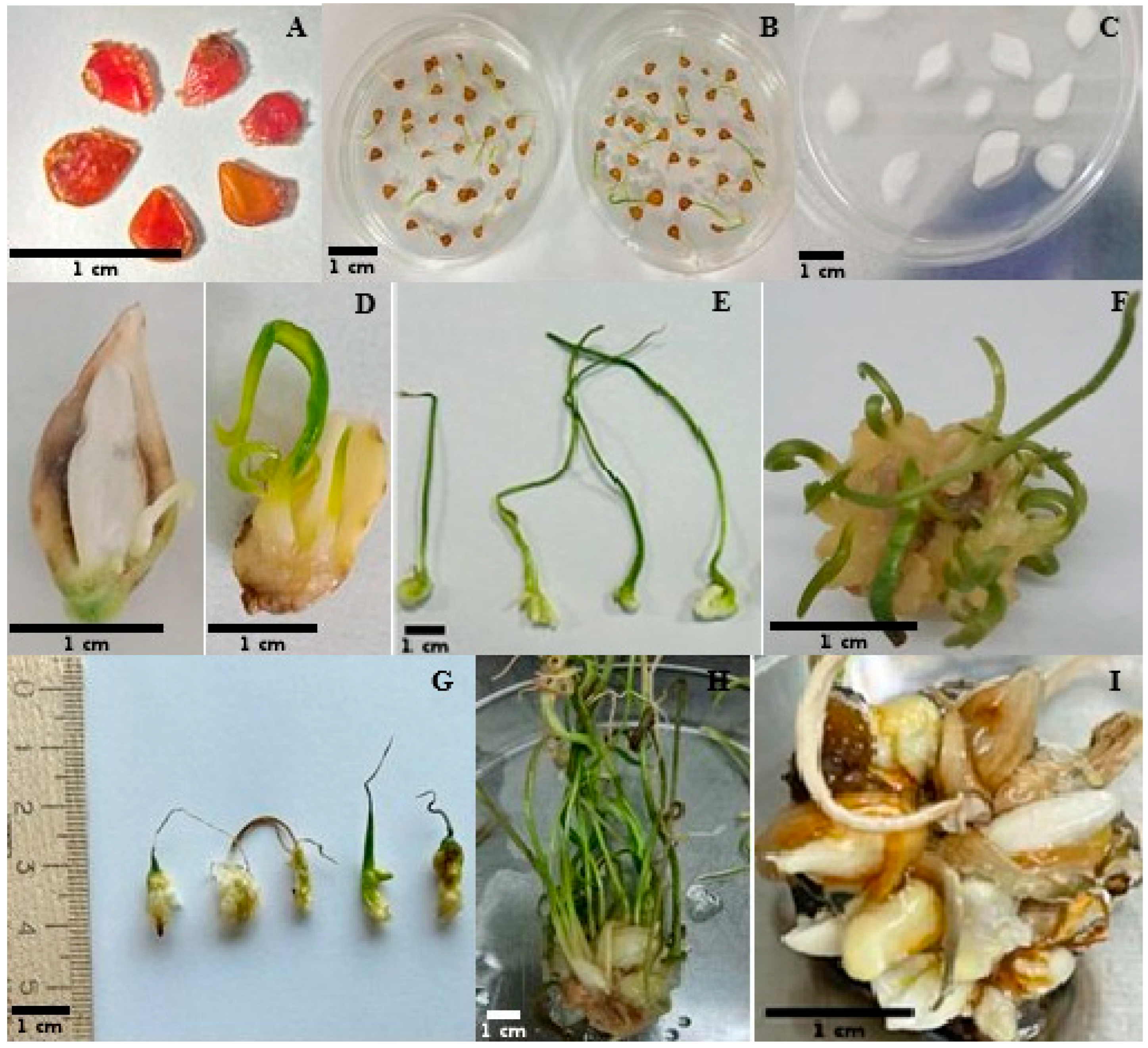 Plants 14 03014 g001 Plants 14 03014 g001