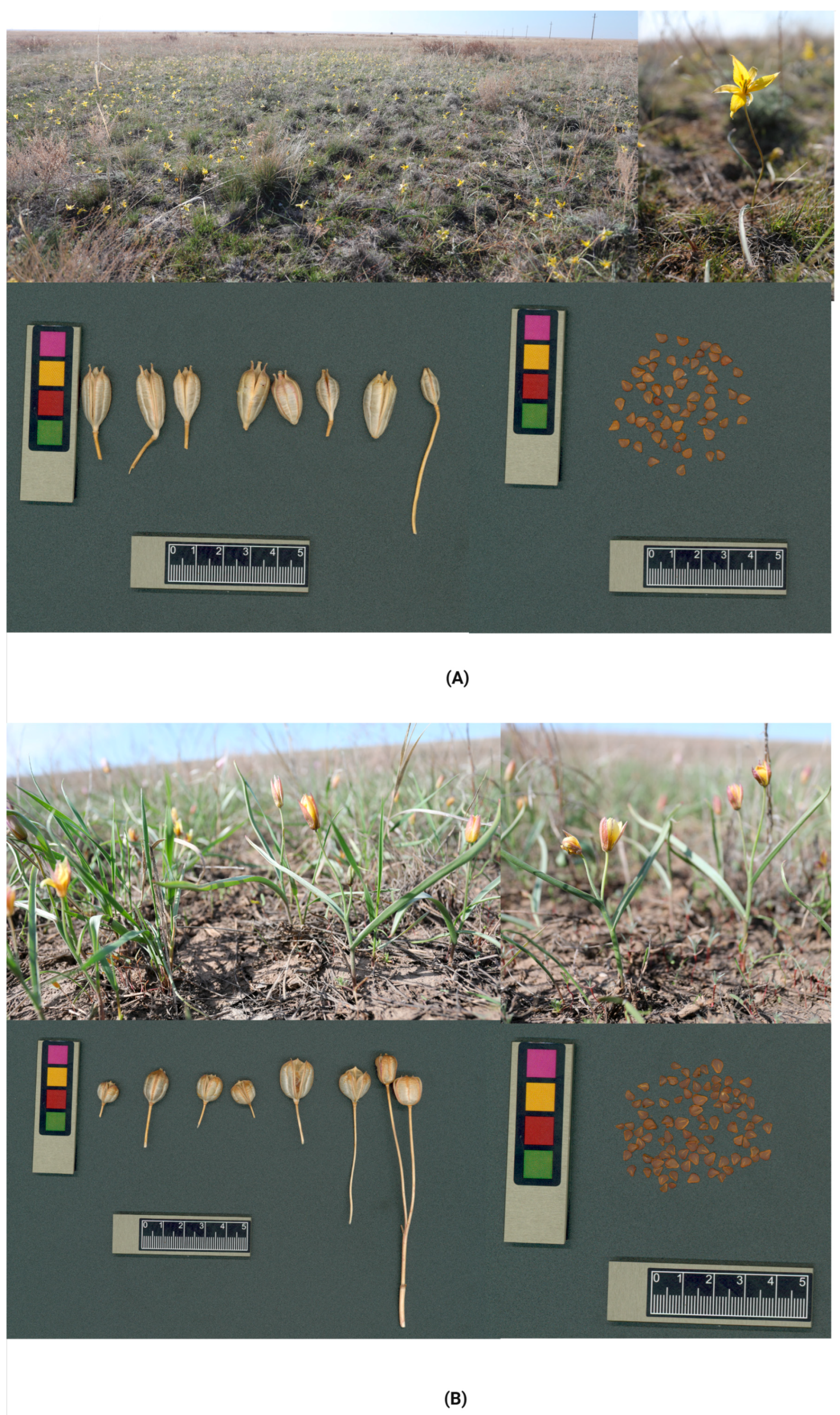Plants 14 03014 g005 Plants 14 03014 g005