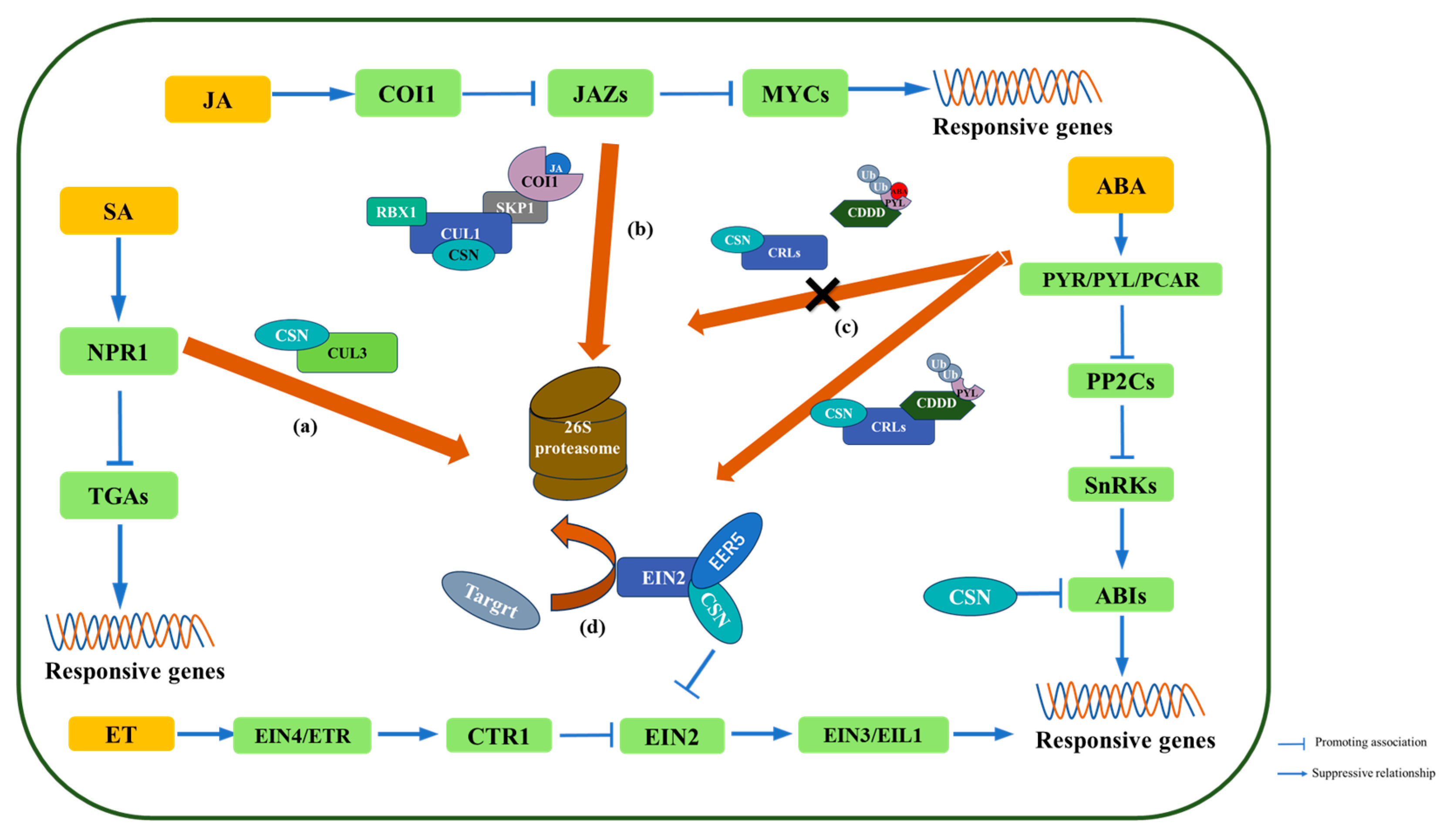 Plants 14 03017 g003 Plants 14 03017 g003