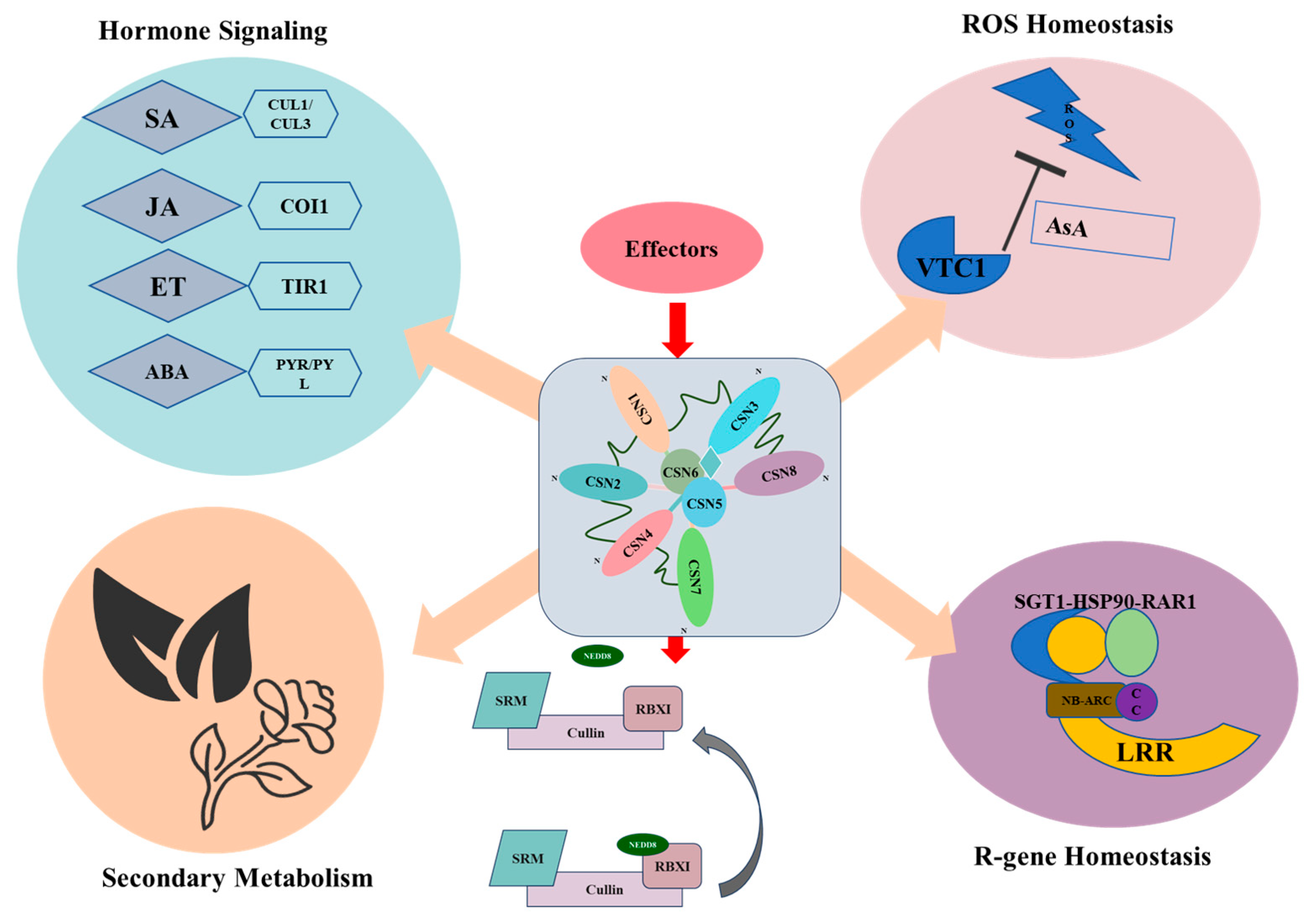 Plants 14 03017 g005 Plants 14 03017 g005