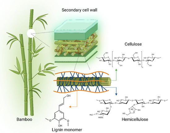 Bamboo for the Future: From Traditional Use to Industry 5.0 Applications