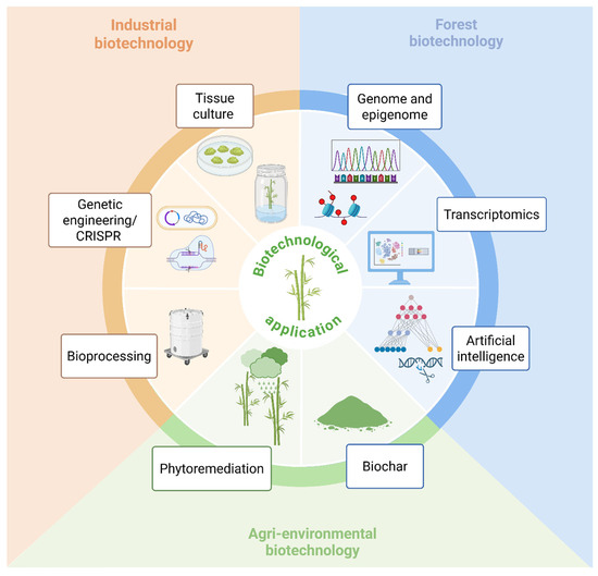 Bamboo for the Future: From Traditional Use to Industry 5.0