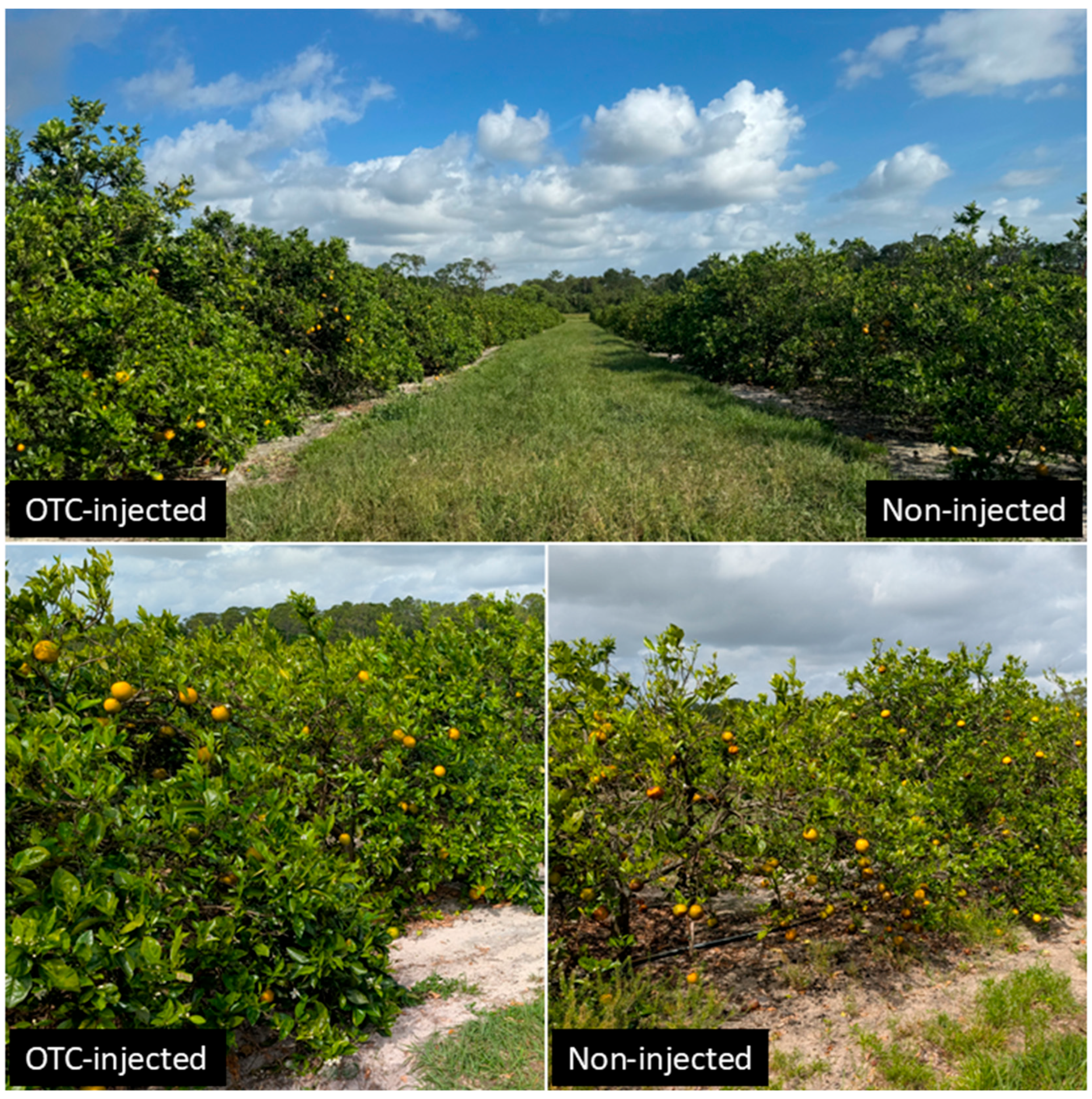 Plants 14 03020 g001 Plants 14 03020 g001