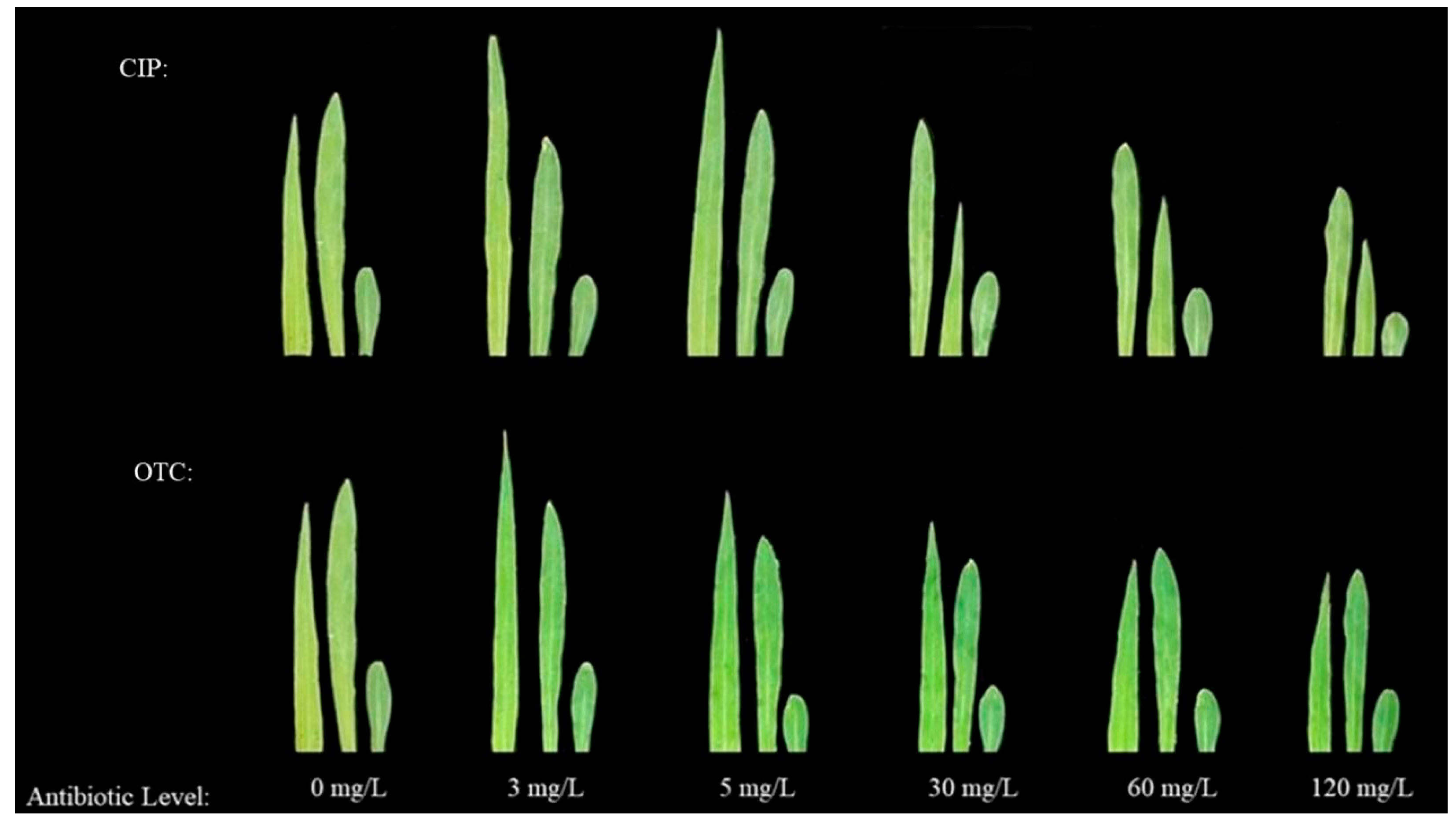 Plants 14 03021 g001 Plants 14 03021 g001