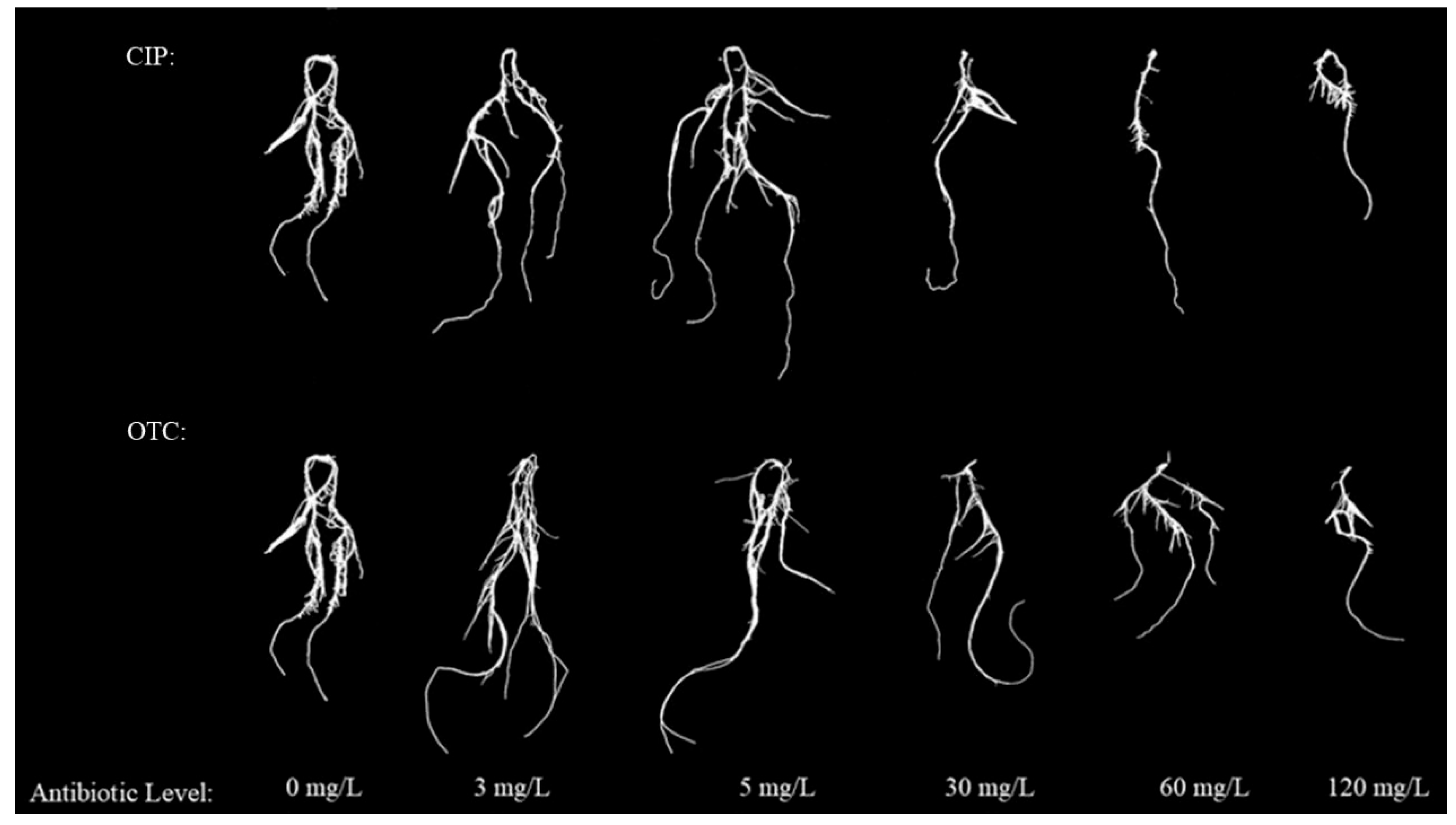 Plants 14 03021 g002 Plants 14 03021 g002