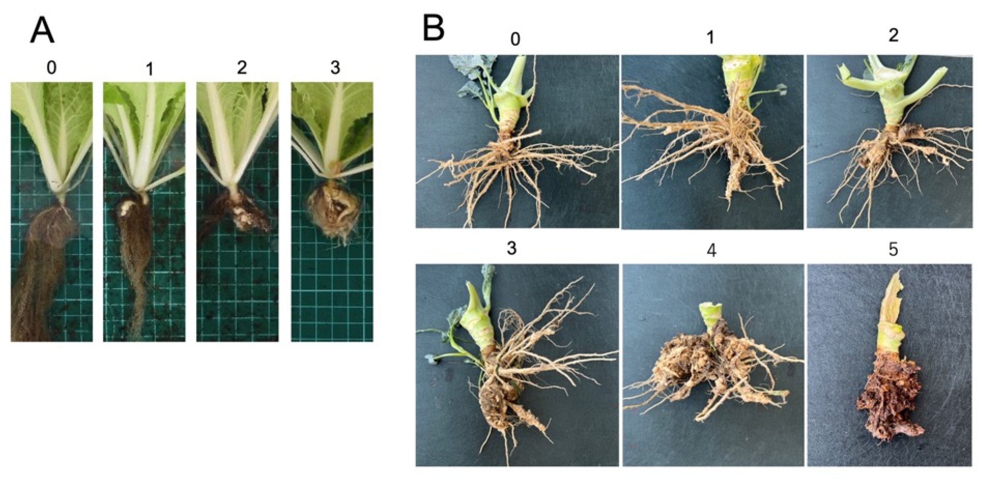 Plants 14 03035 g001 Plants 14 03035 g001